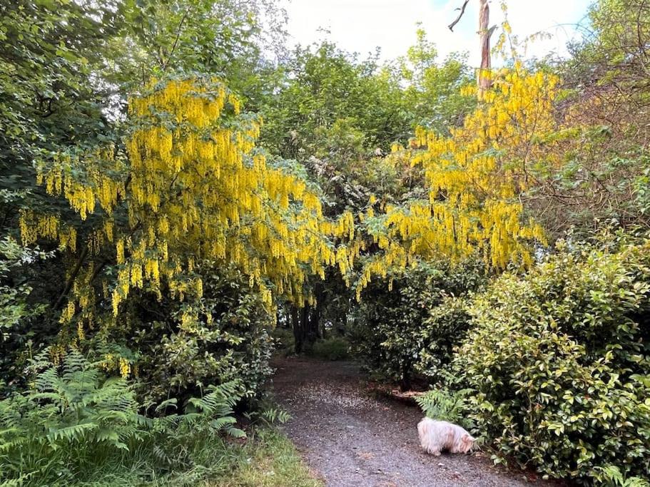 Linden Lodge at Lough Sillan House - Dog-friendly - Adults only view 4