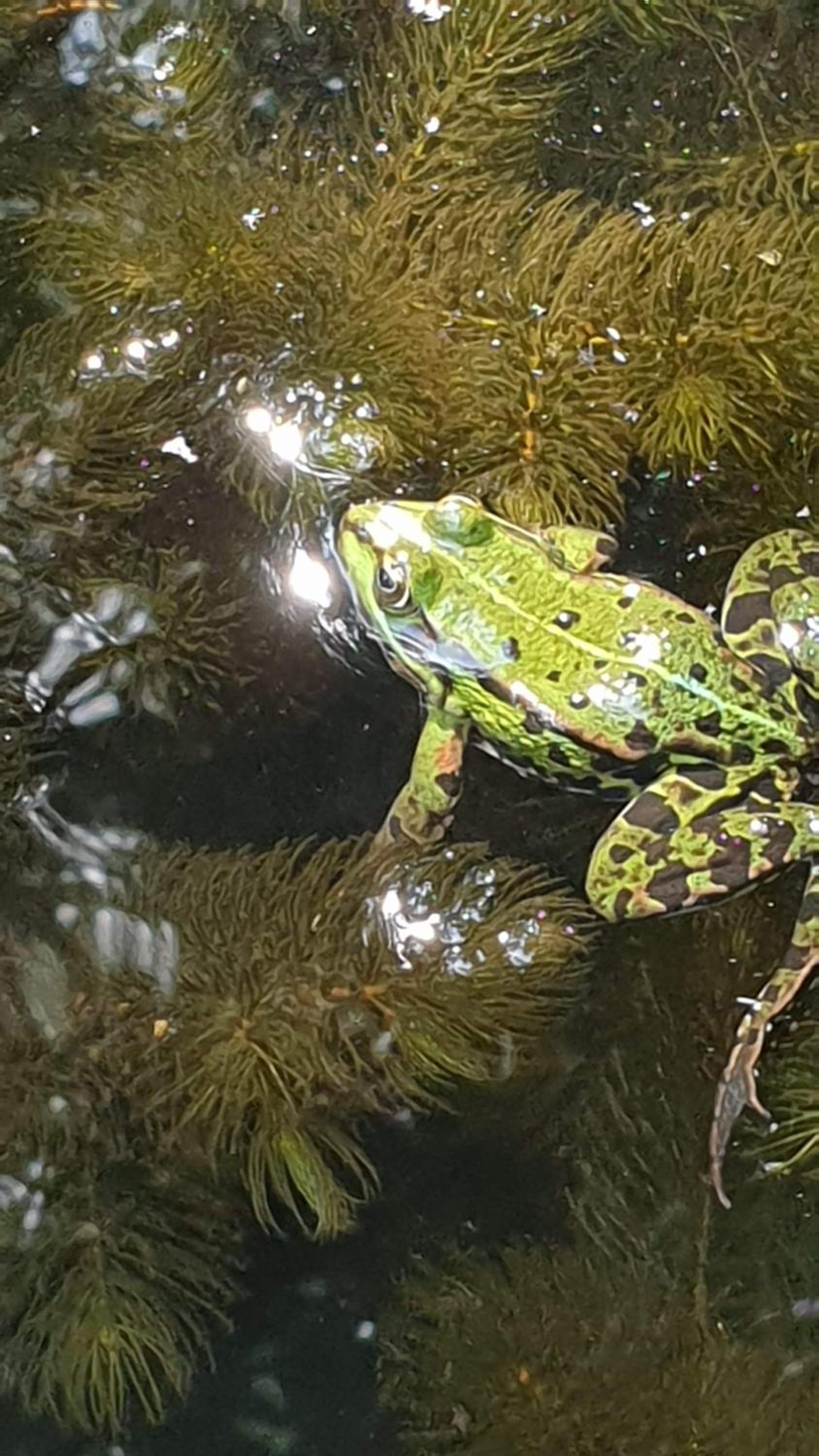 Klein aber fein, Ferienhaus am Tonteich