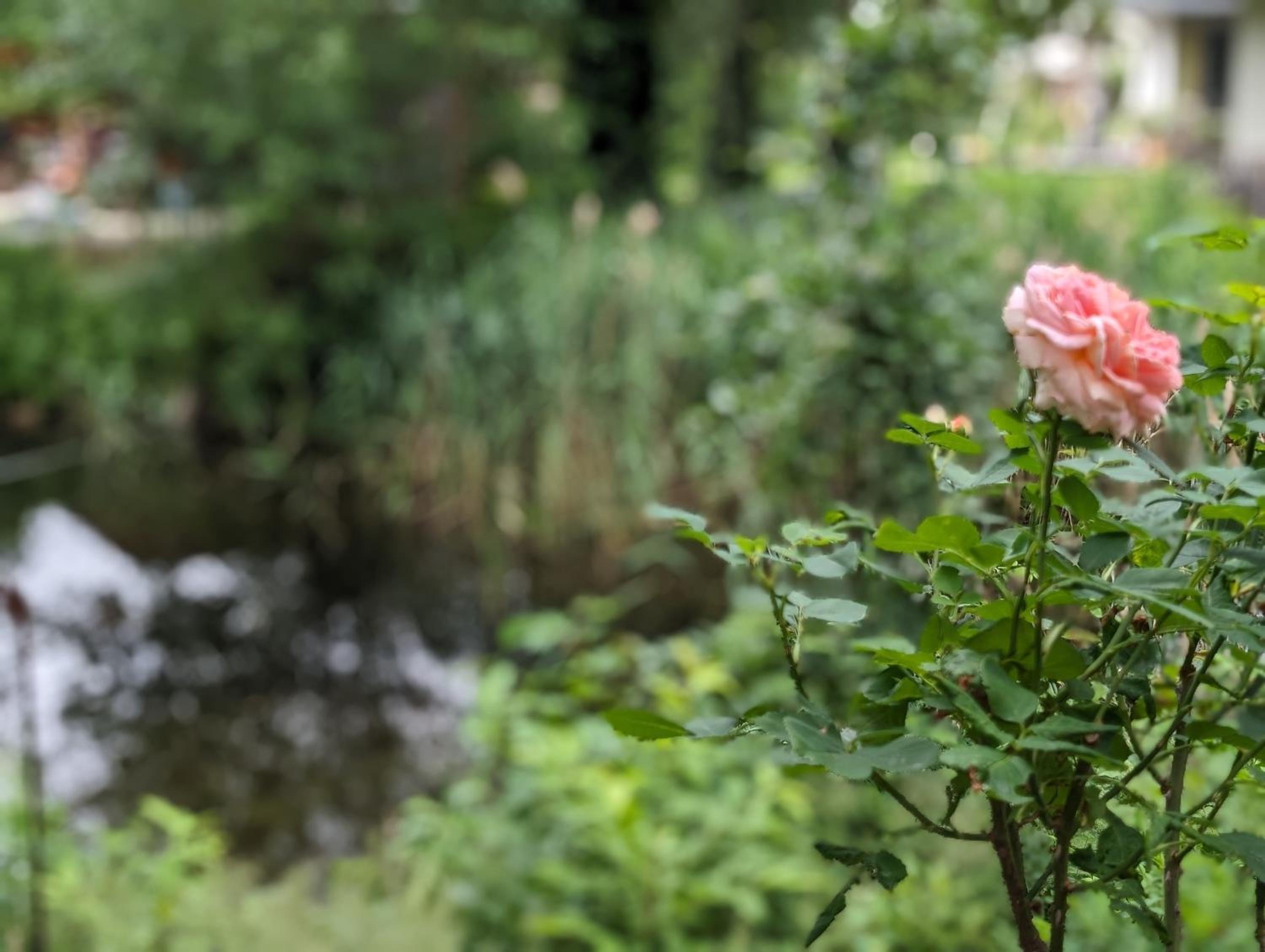 Klein aber fein, Ferienhaus am Tonteich