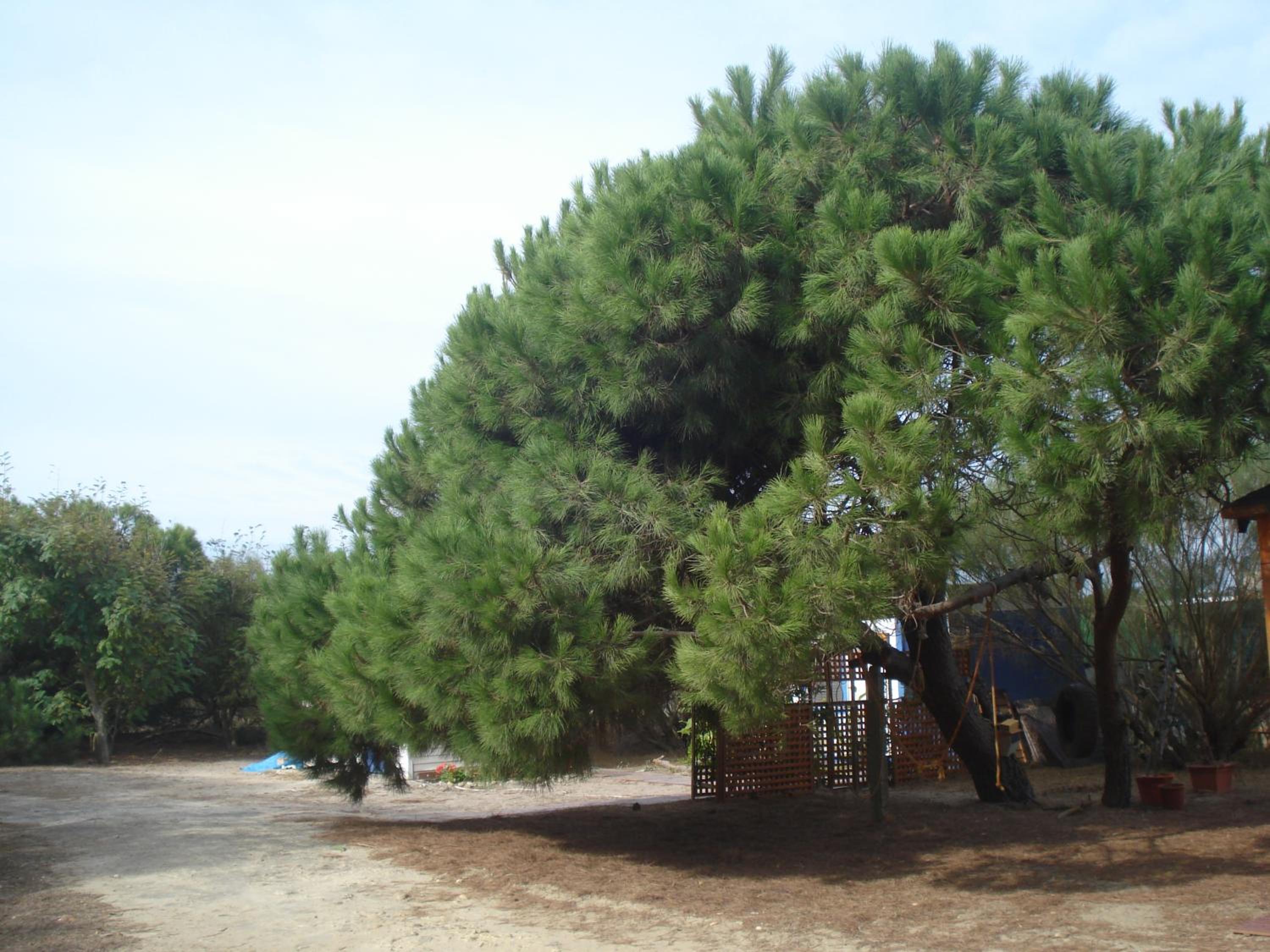 Photo 36
