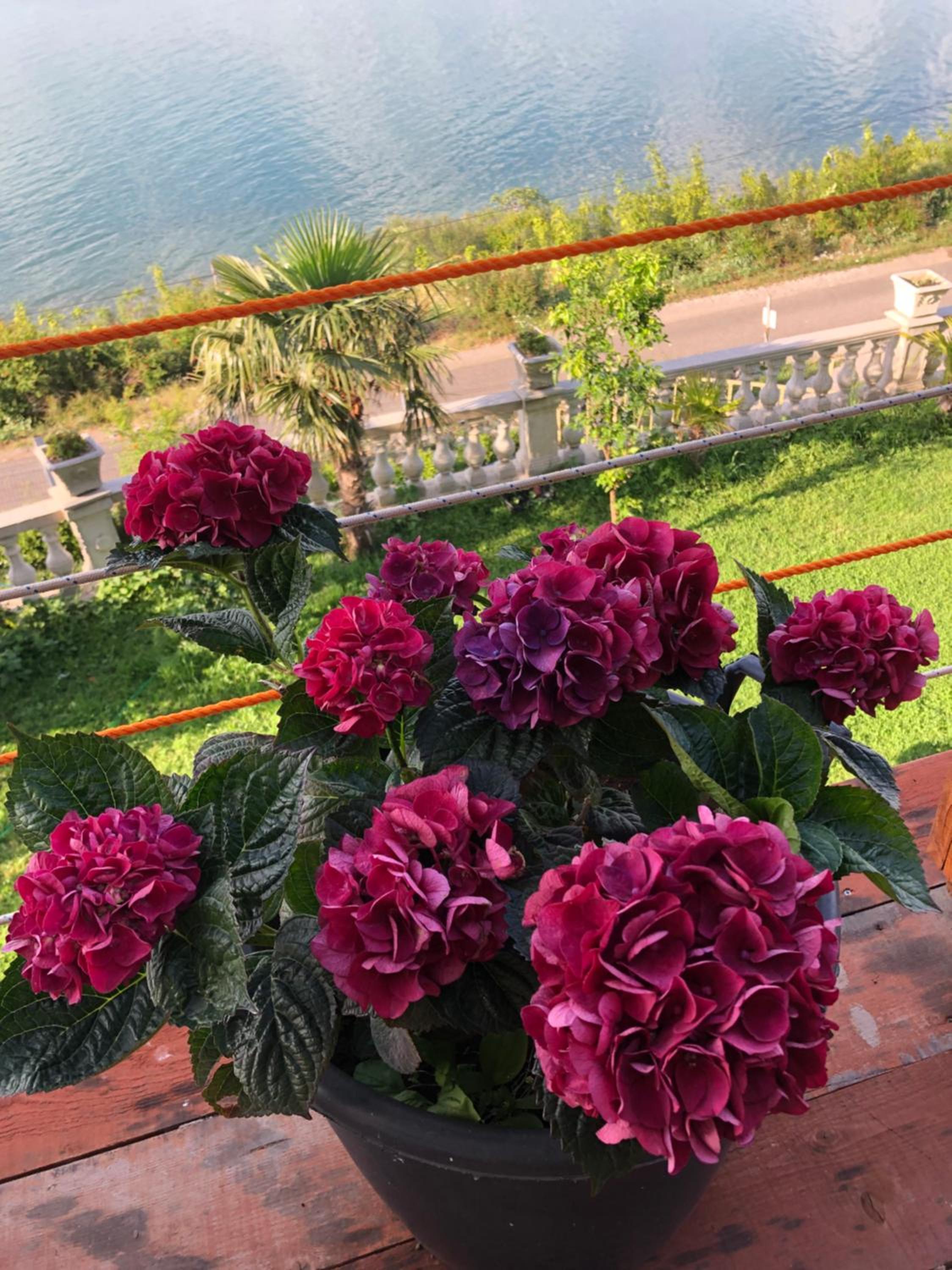 Bella Vista
