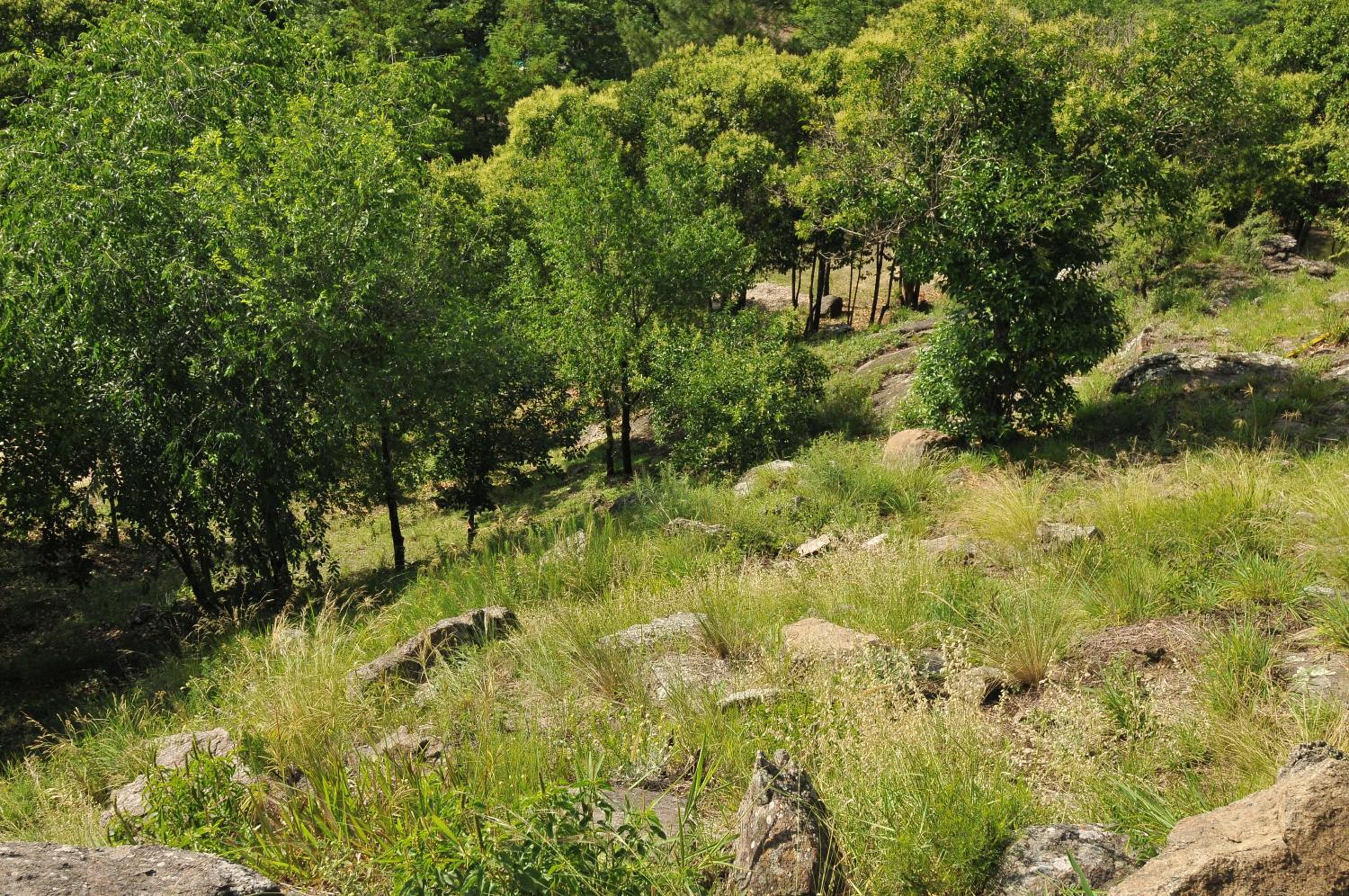 Bosque Encantado Cabañas