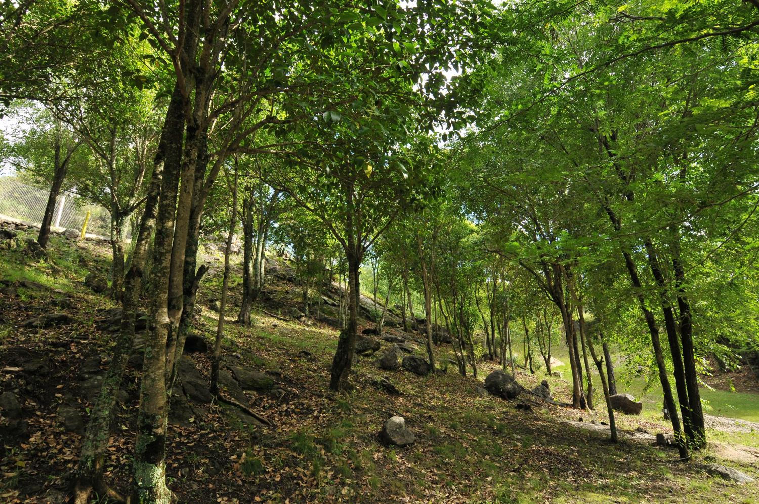 Bosque Encantado Cabañas