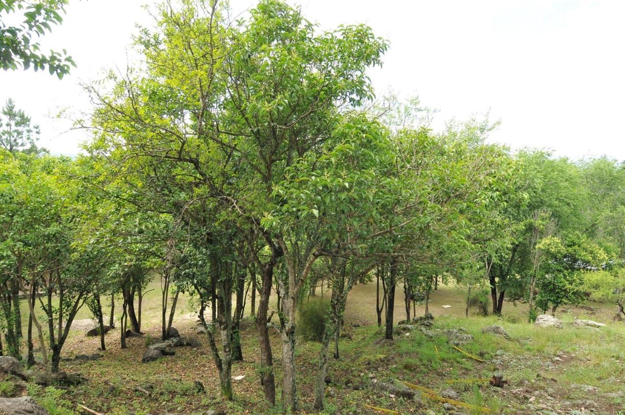 Bosque Encantado Cabañas