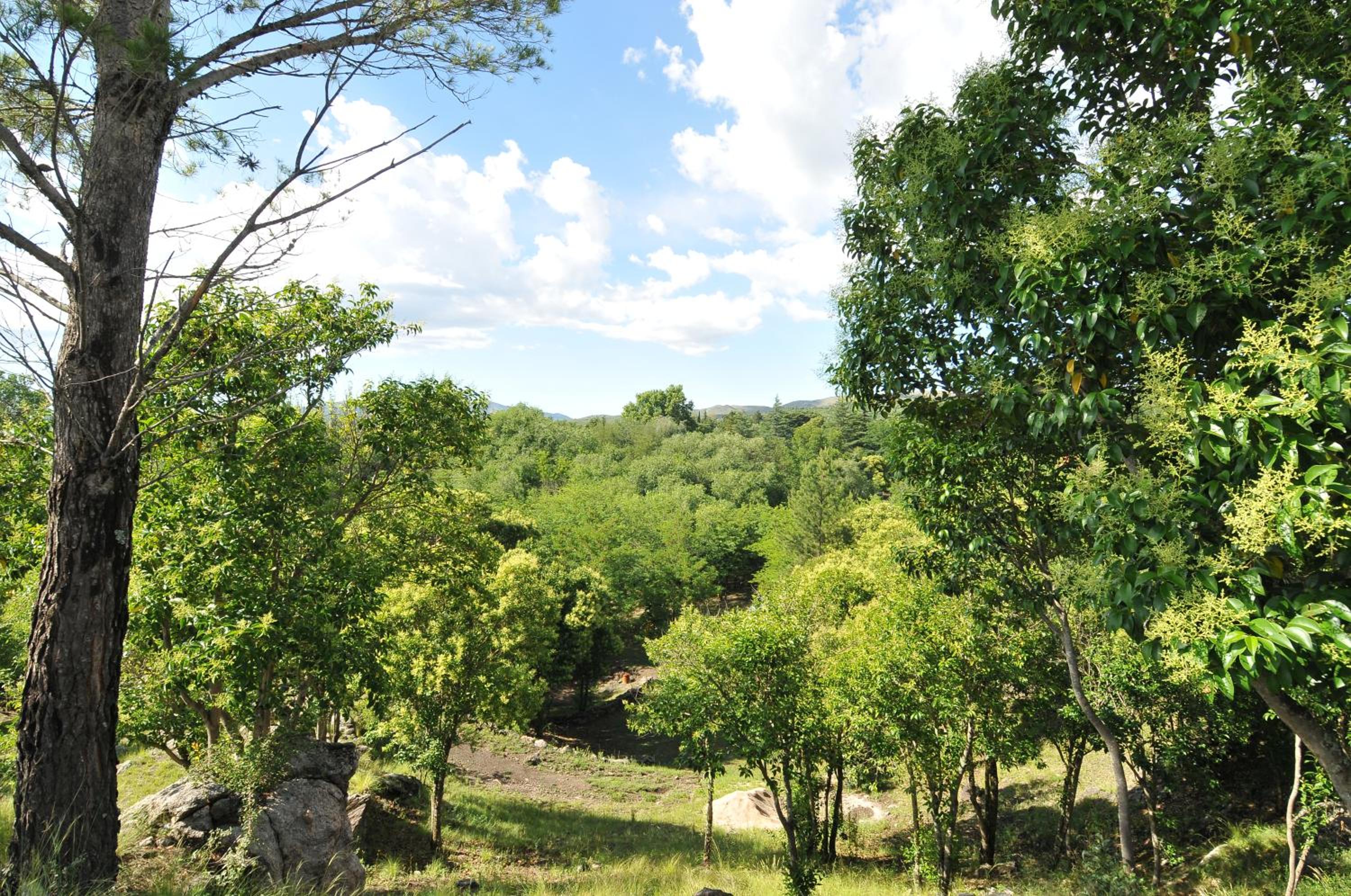 Bosque Encantado Cabañas