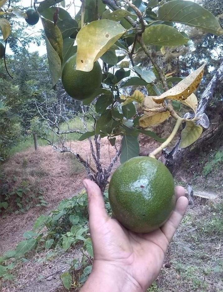 Casa Finca Cafetera La Alicia Minca