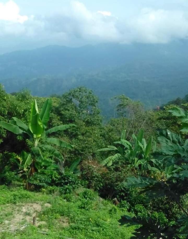 Casa Finca Cafetera La Alicia Minca