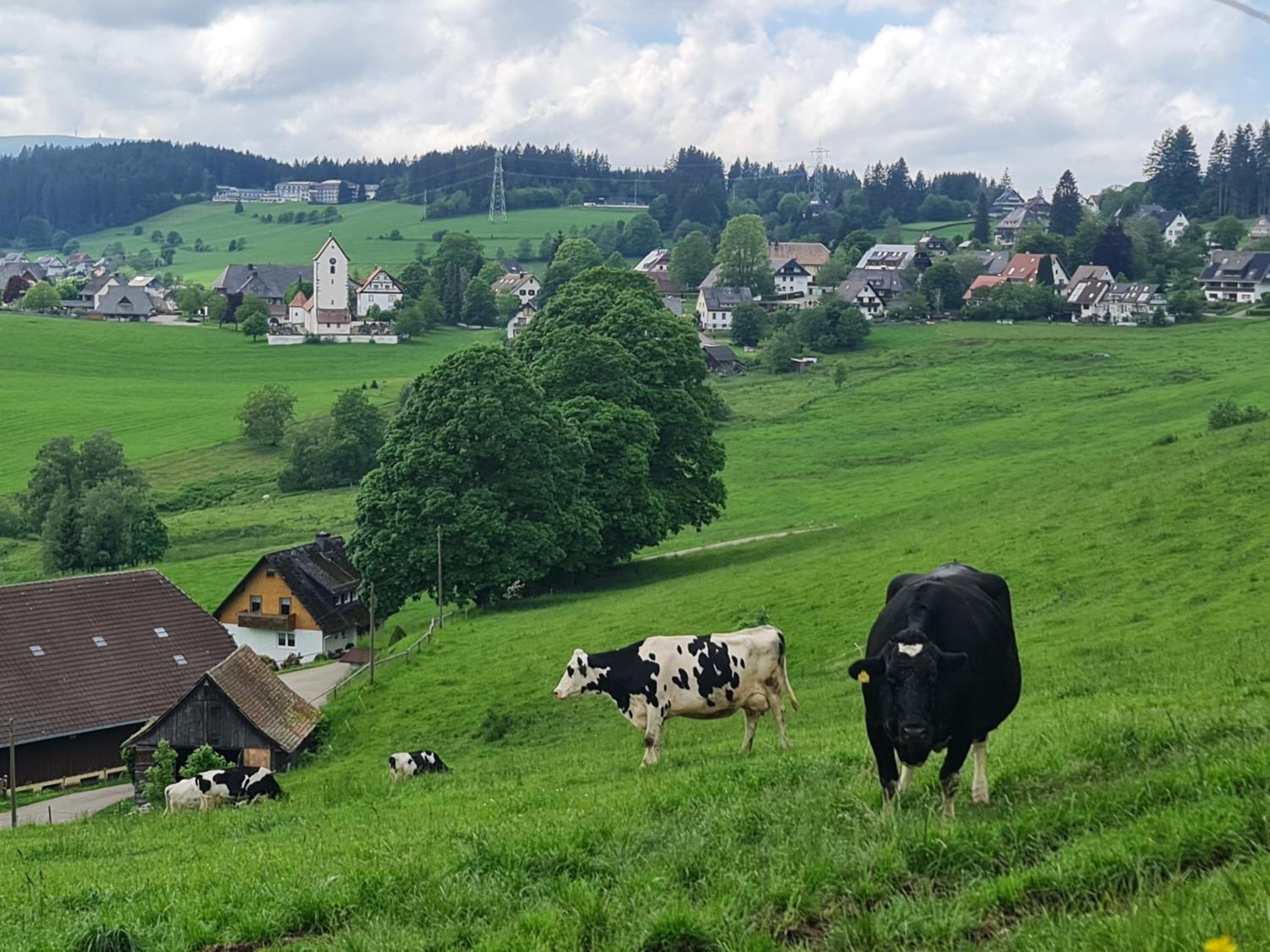 Schwarzwald Top Apartment