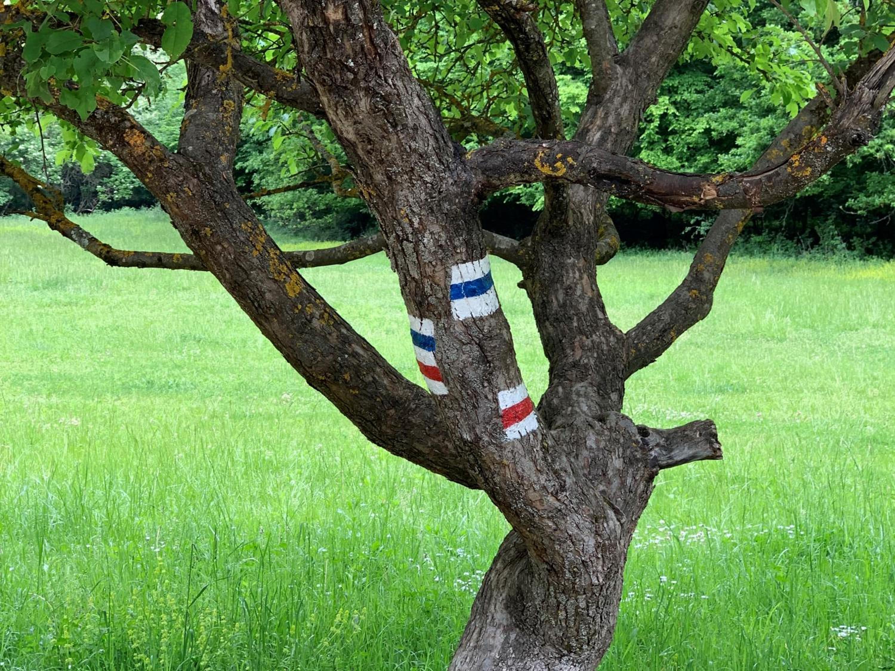 Mazsola