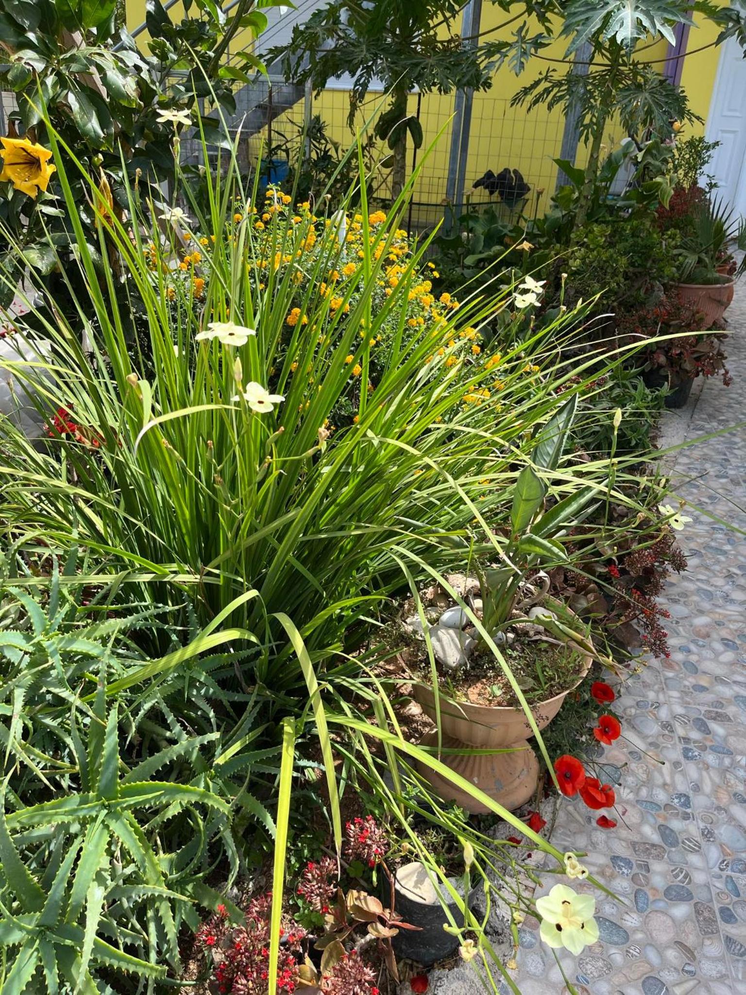 Agapi's Seaside Place