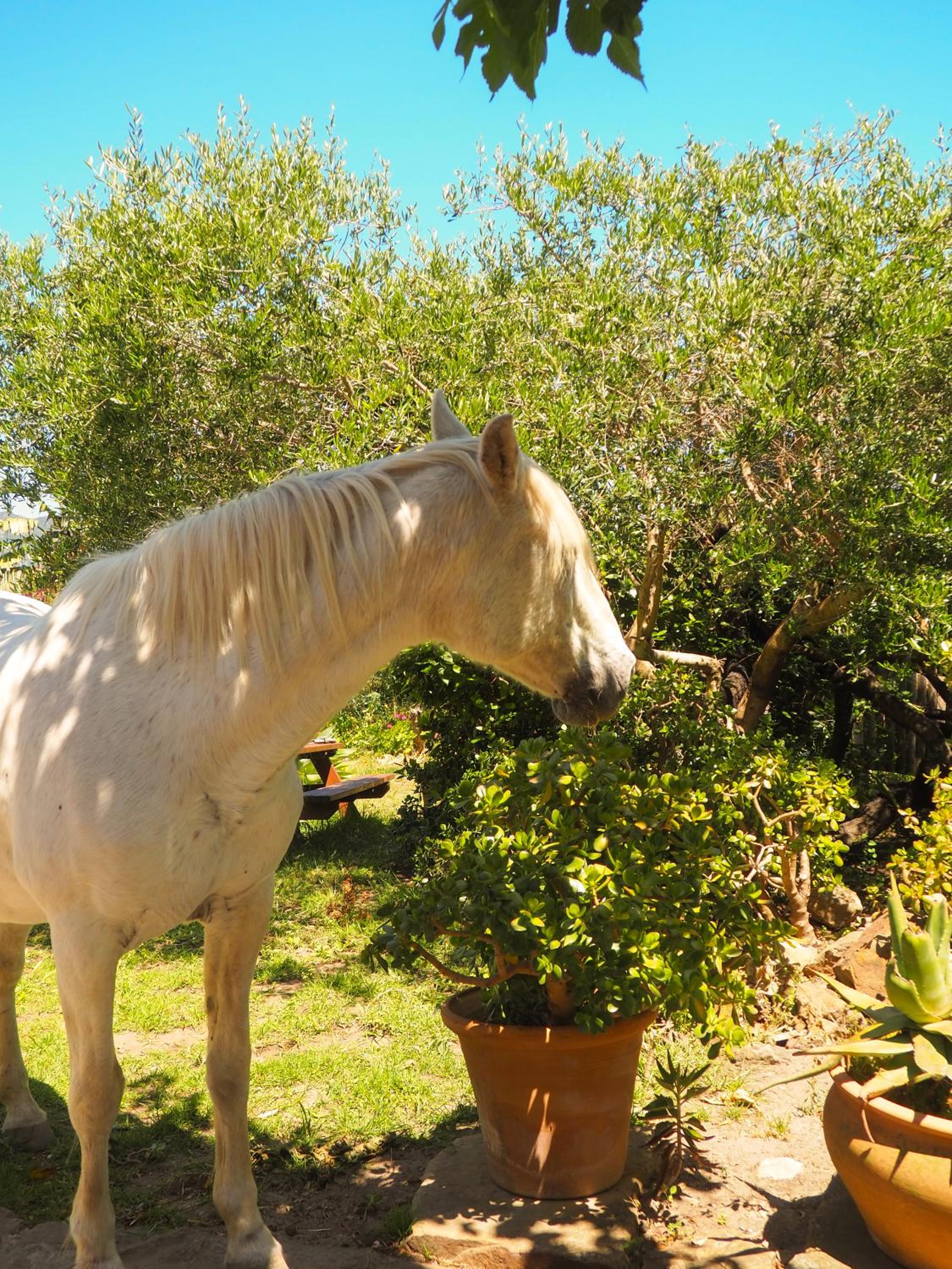 Tarifa Apartement Horses and Nature