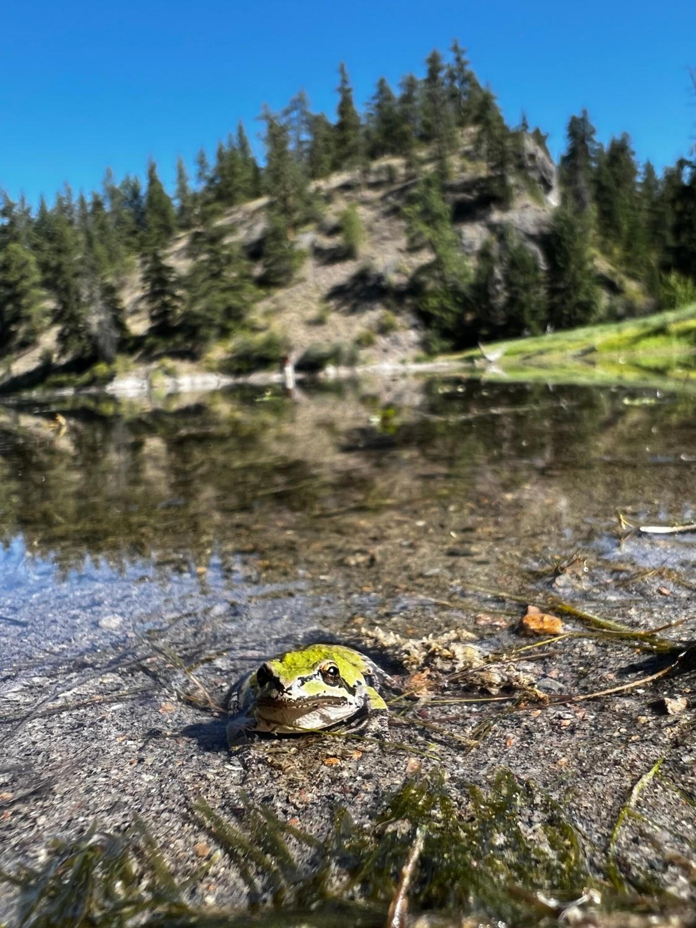Mountain Springs Nature Retreat