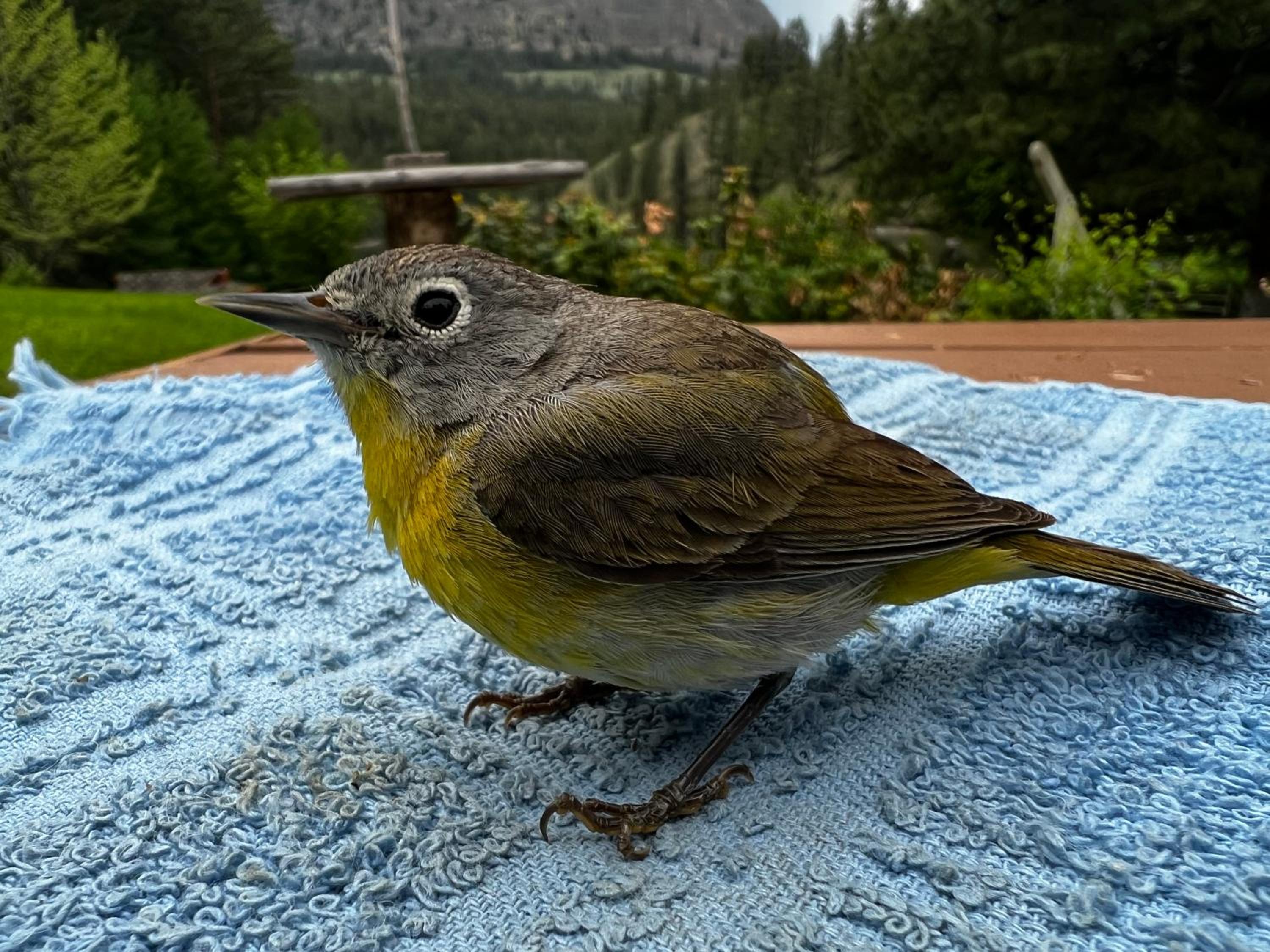 Mountain Springs Nature Retreat