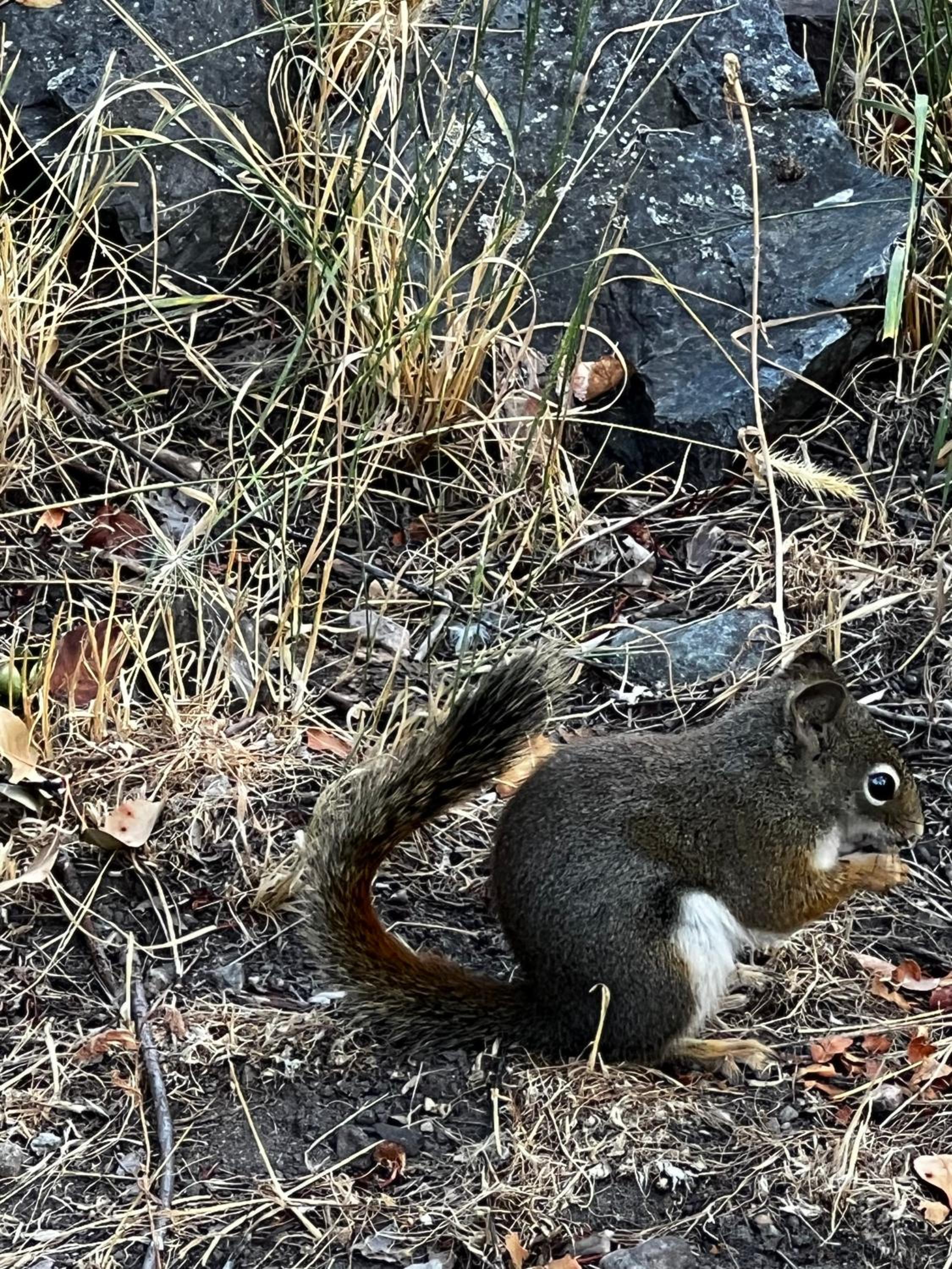 Mountain Springs Nature Retreat