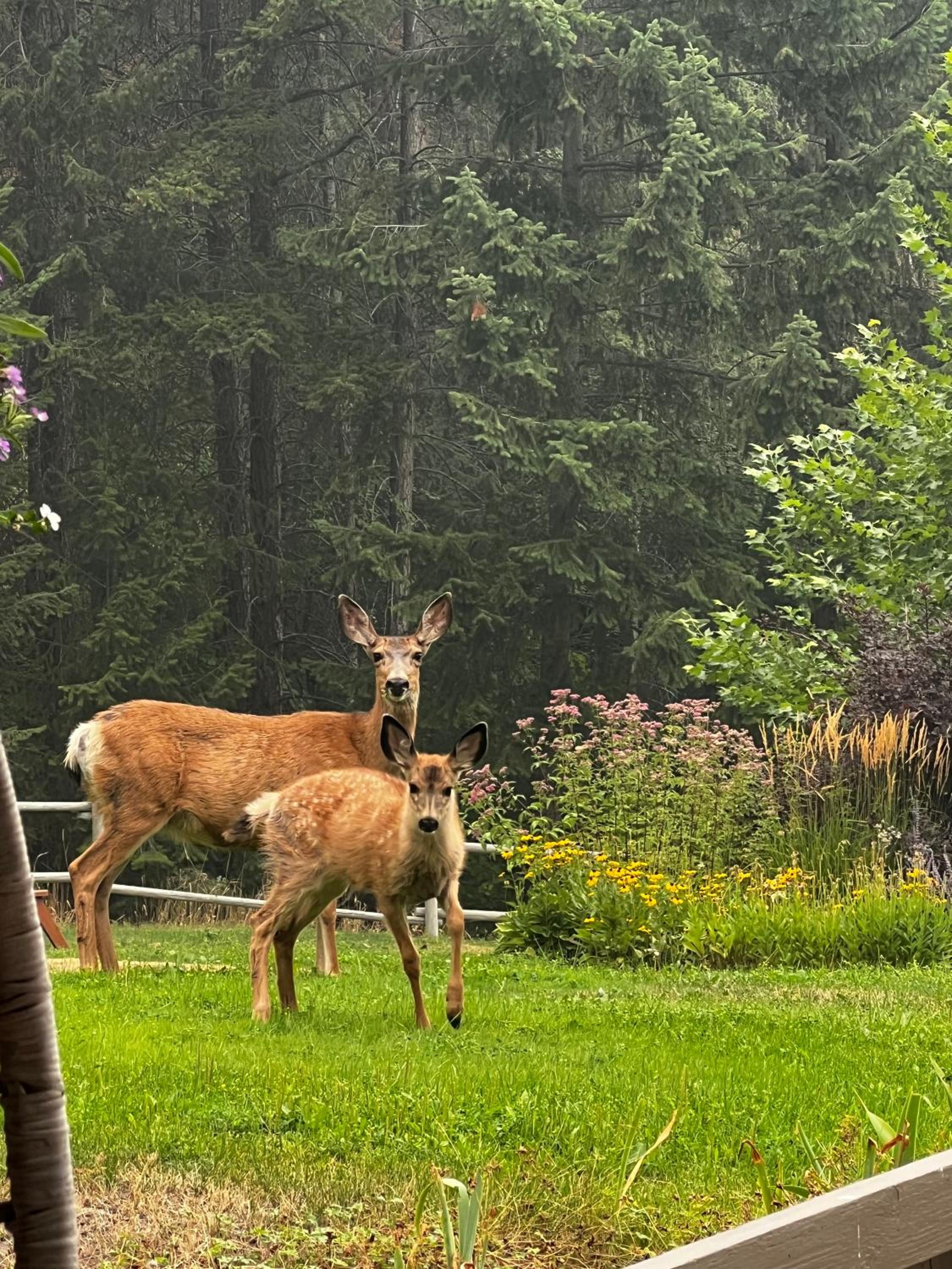 Mountain Springs Nature Retreat