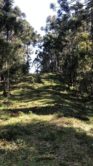 WolfsHaus sua família feliz junto à natureza