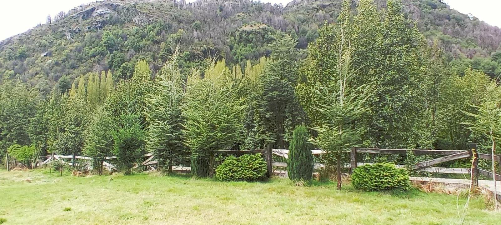 La Tambera