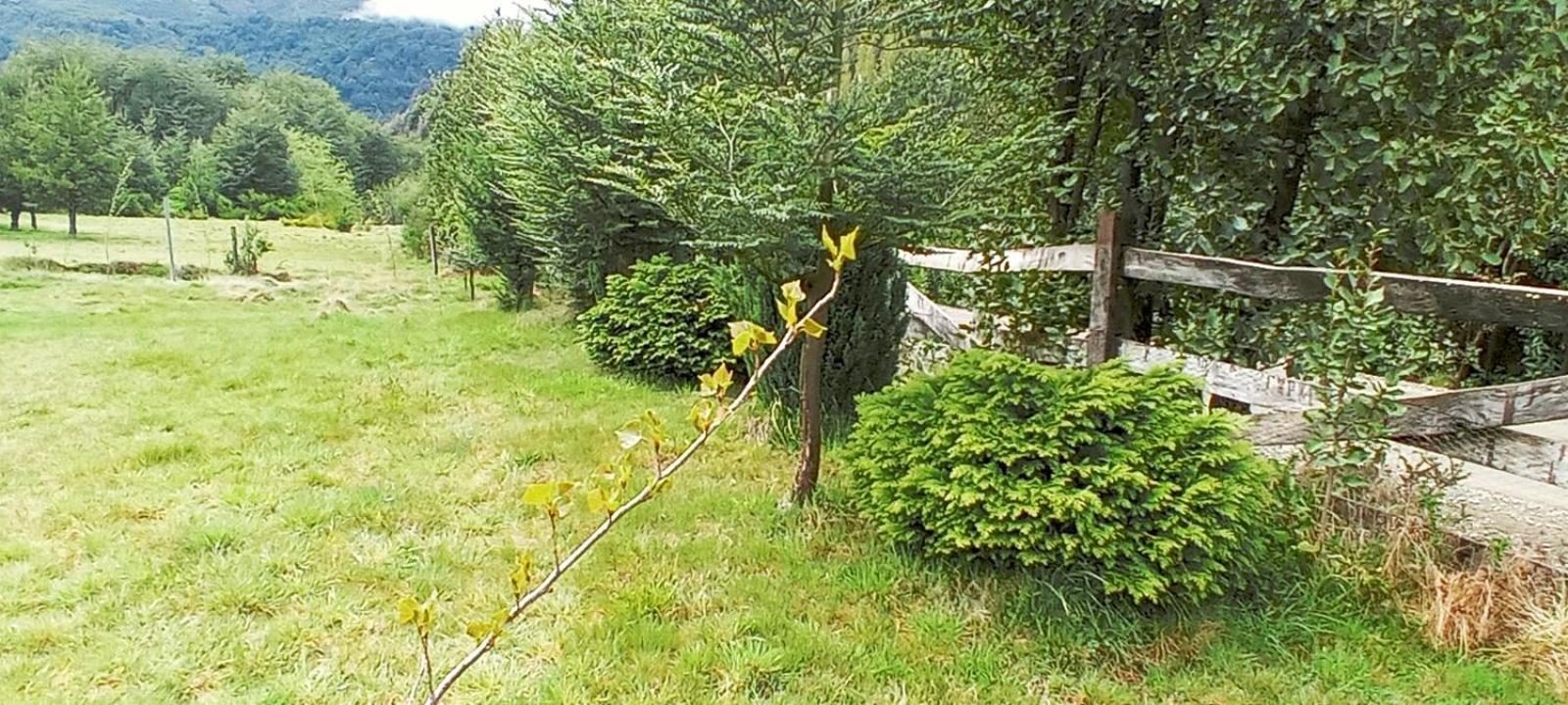 La Tambera
