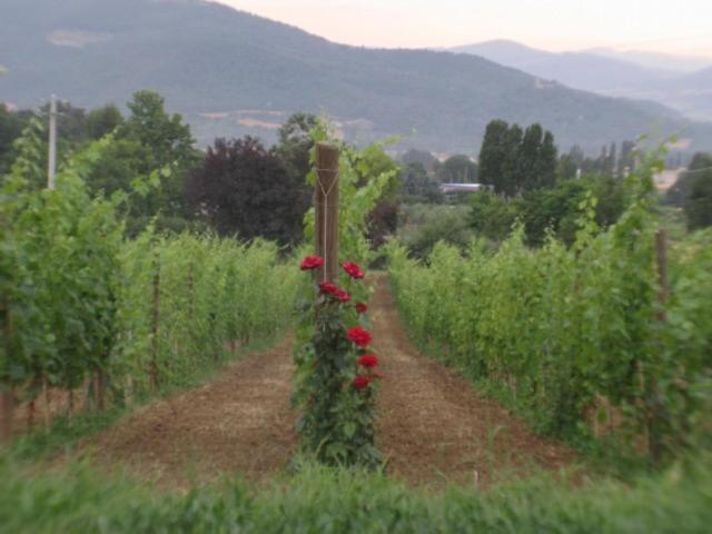 Agriturismo Le Vigne di Pace