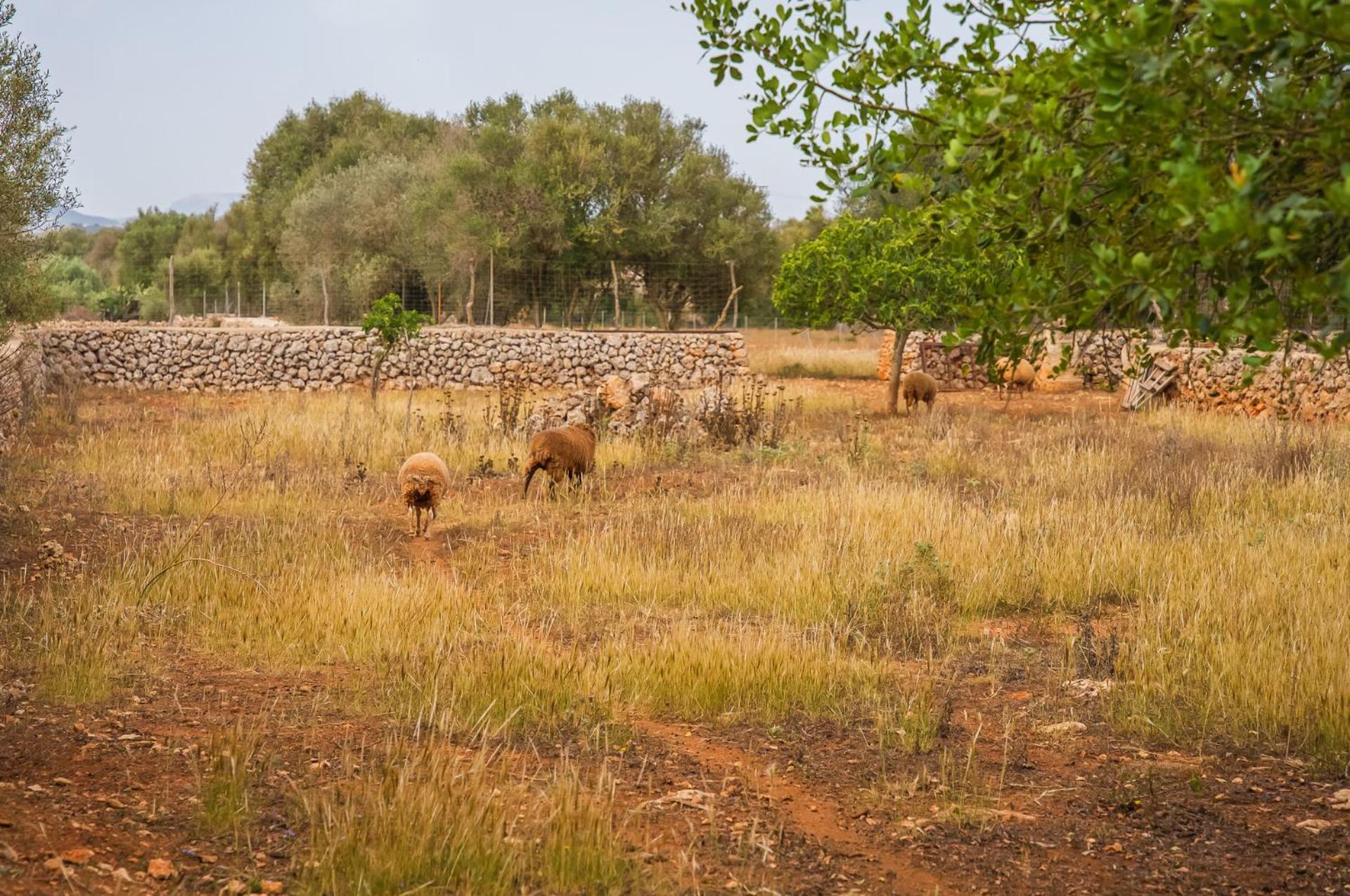 Santa Margalida Vacations - Ideal Property Mallorca - Sa Rota - Property Image 16