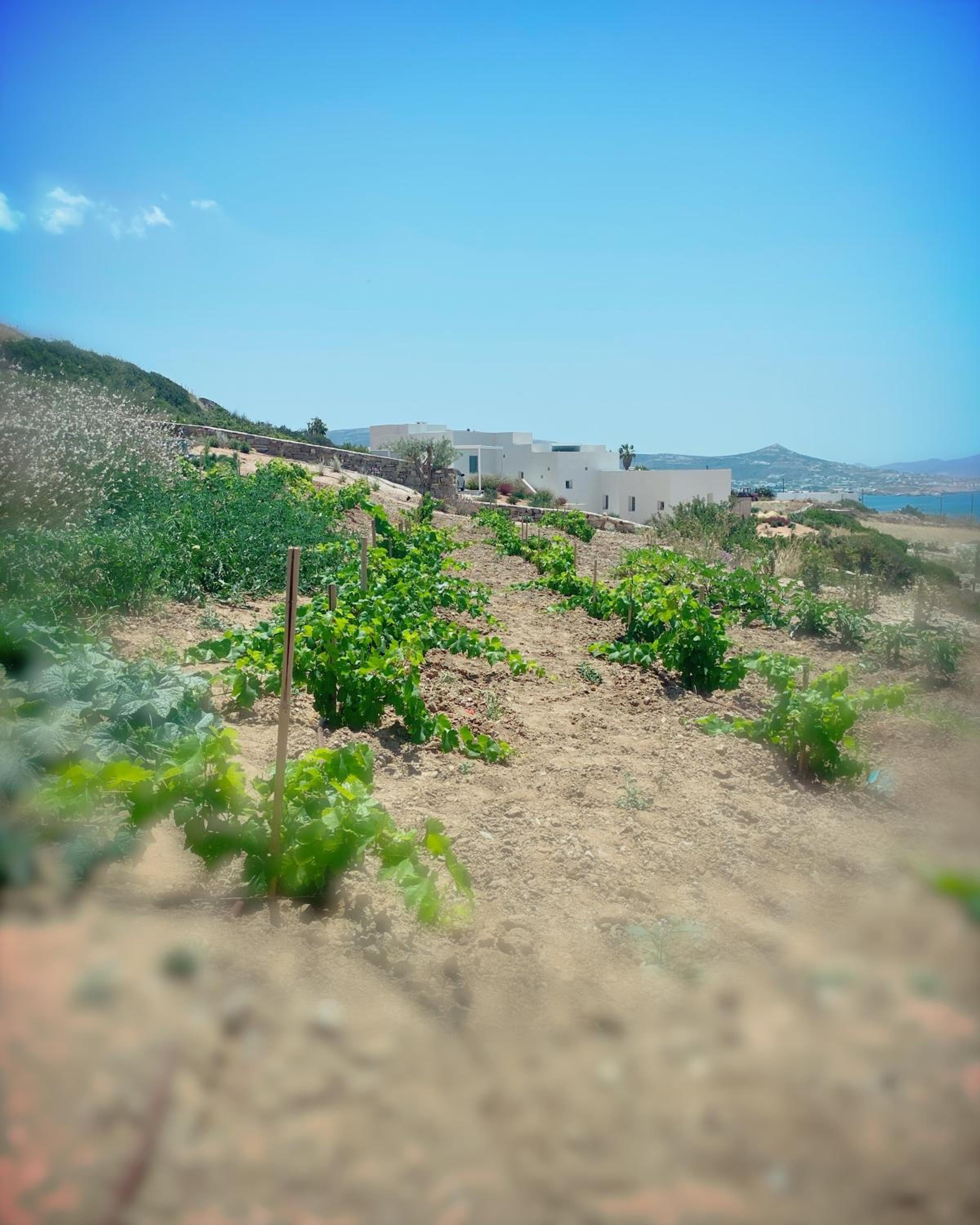 Olithos Villas