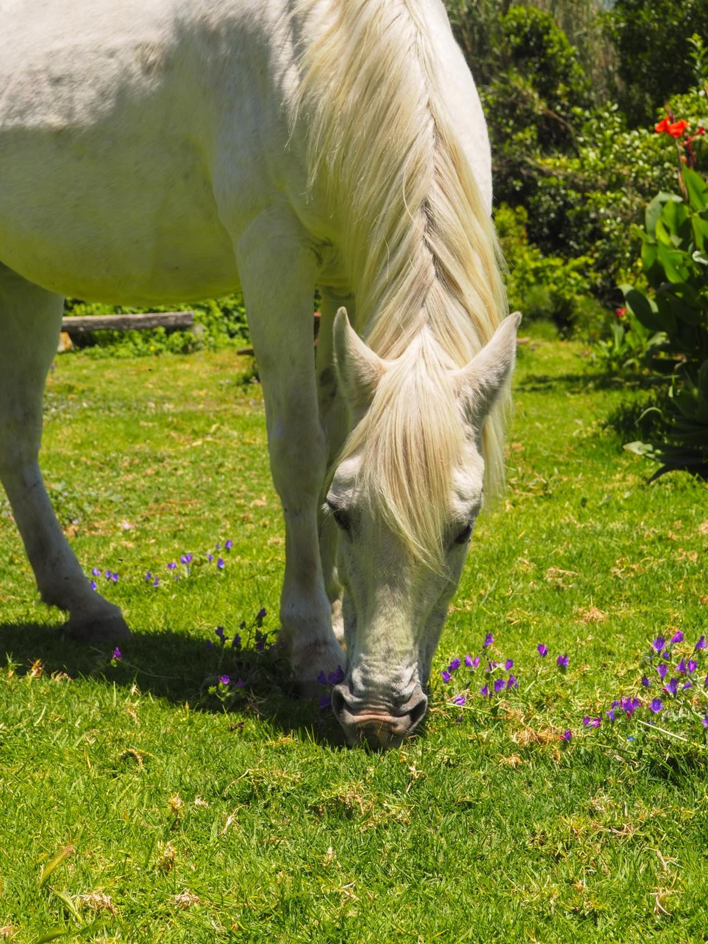 Tarifa Apartement Horses and Nature