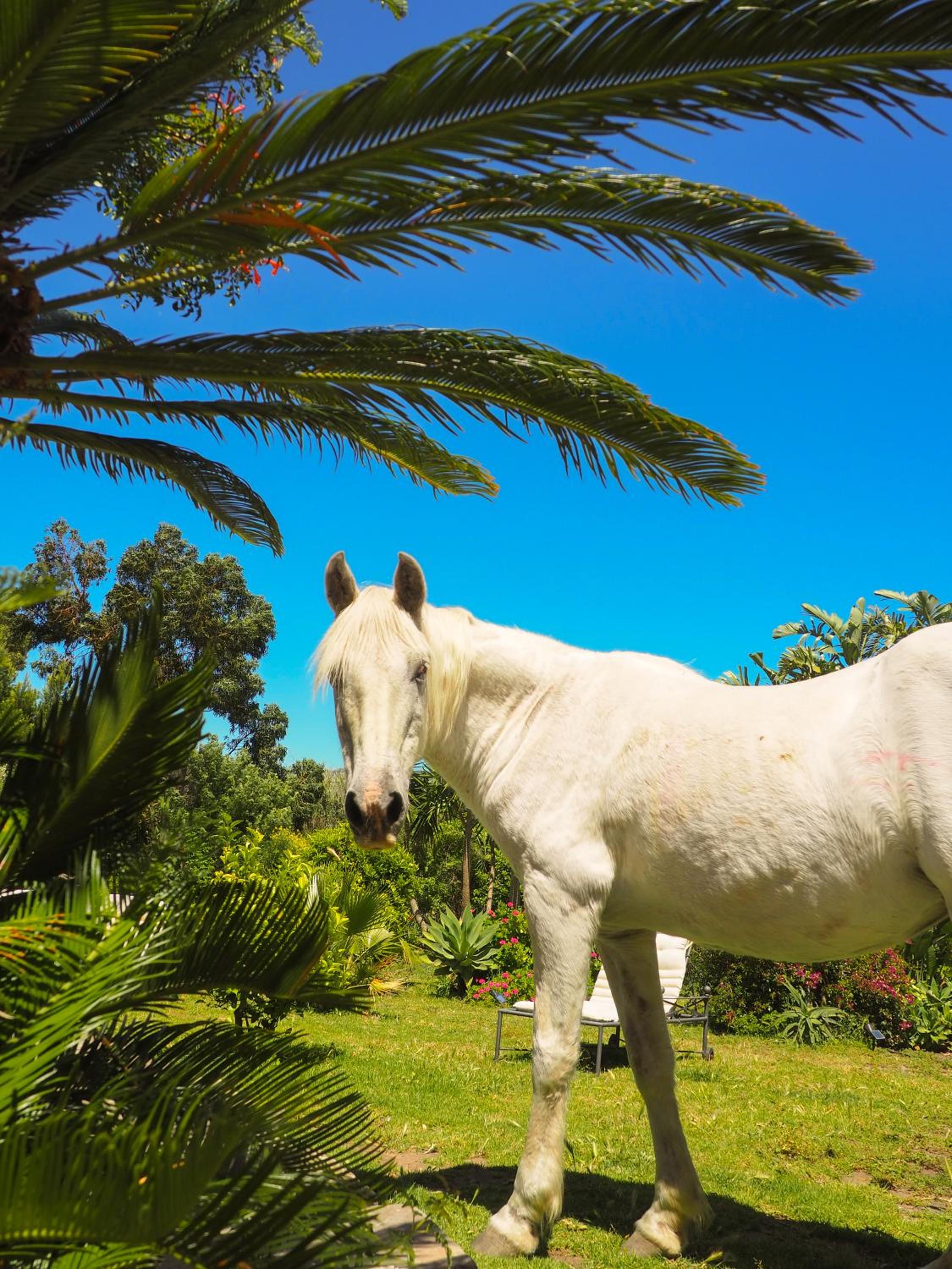 Tarifa Apartement Horses and Nature