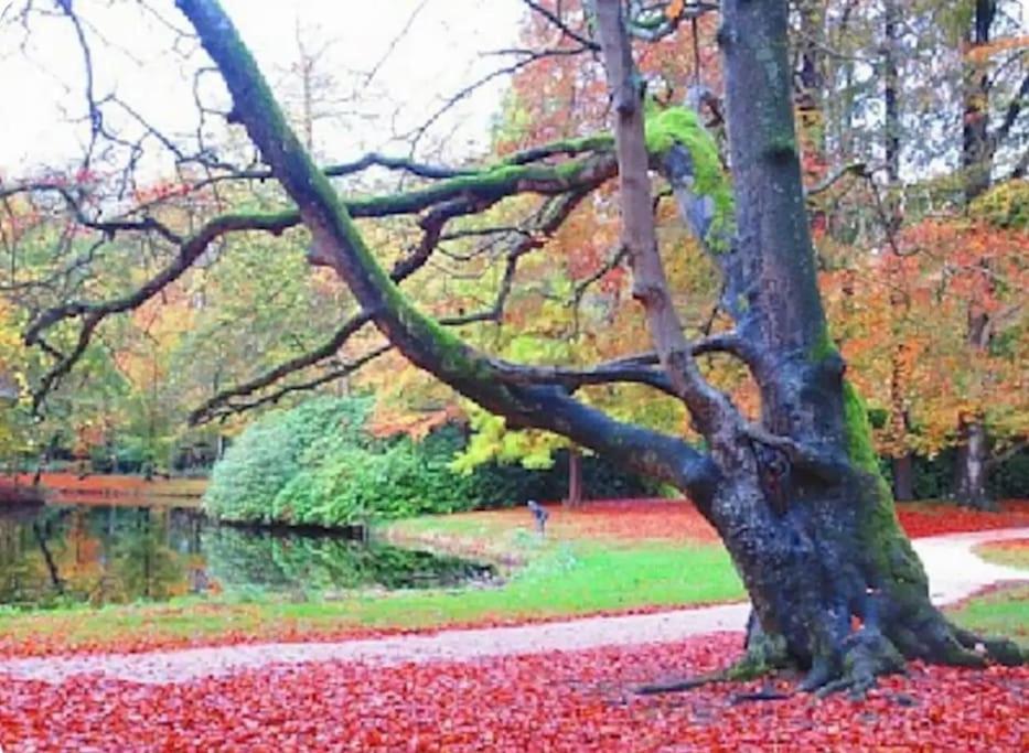 Magical Cottage in the woods view 4