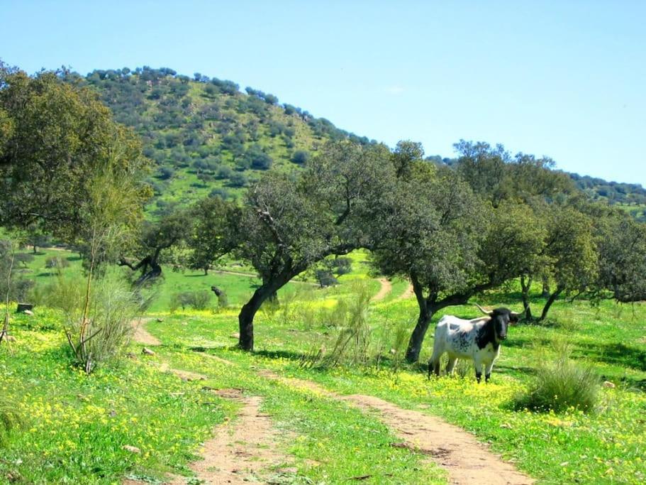 Finca Los Llanos