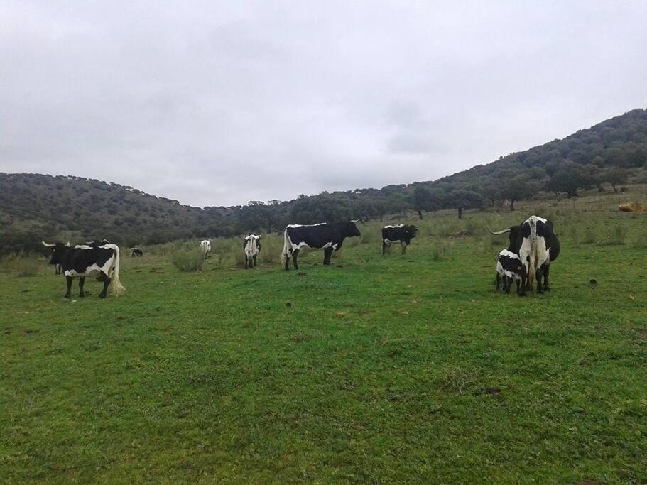 Finca Los Llanos