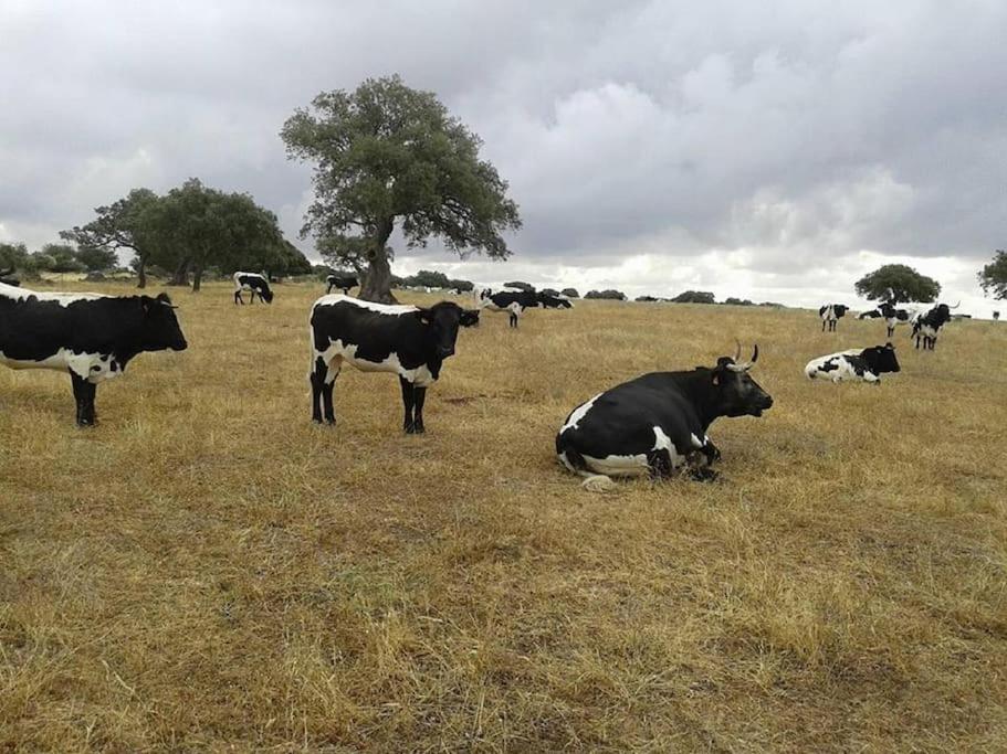Finca Los Llanos