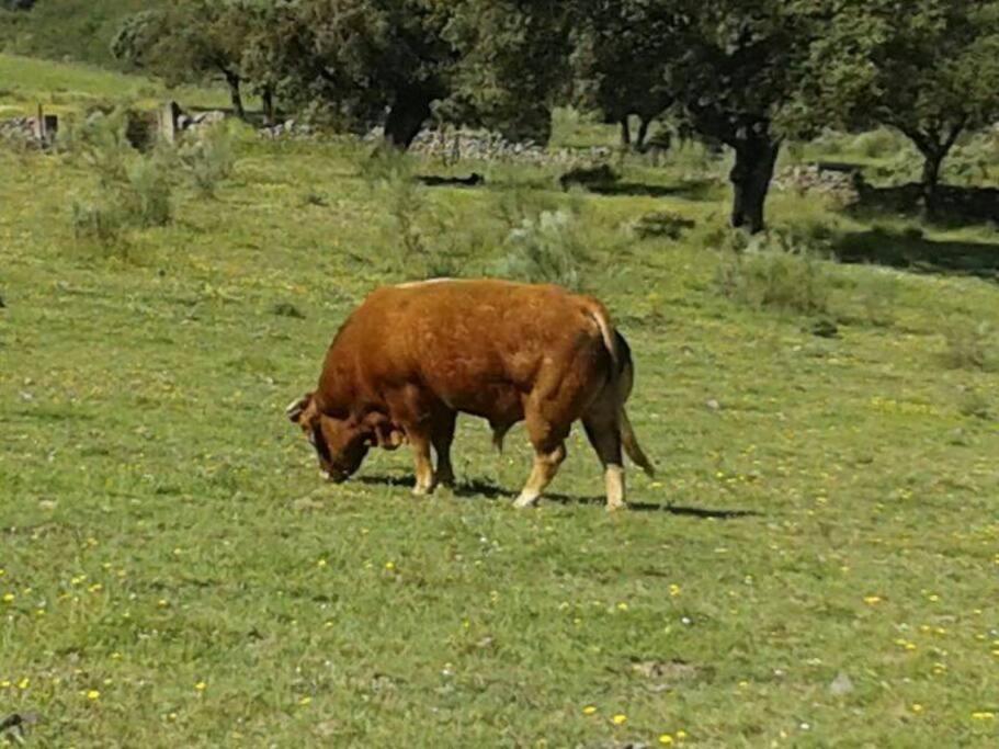 Finca Los Llanos