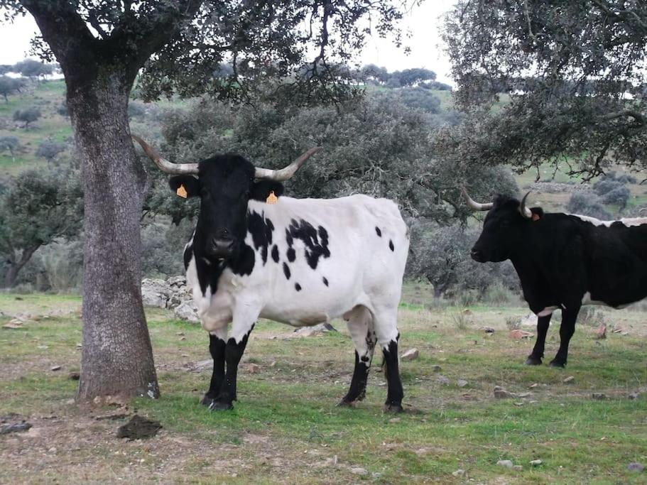 Finca Los Llanos