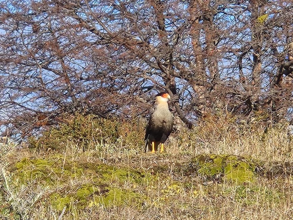 Innata Patagonia Pampa Guanaco Lodge
