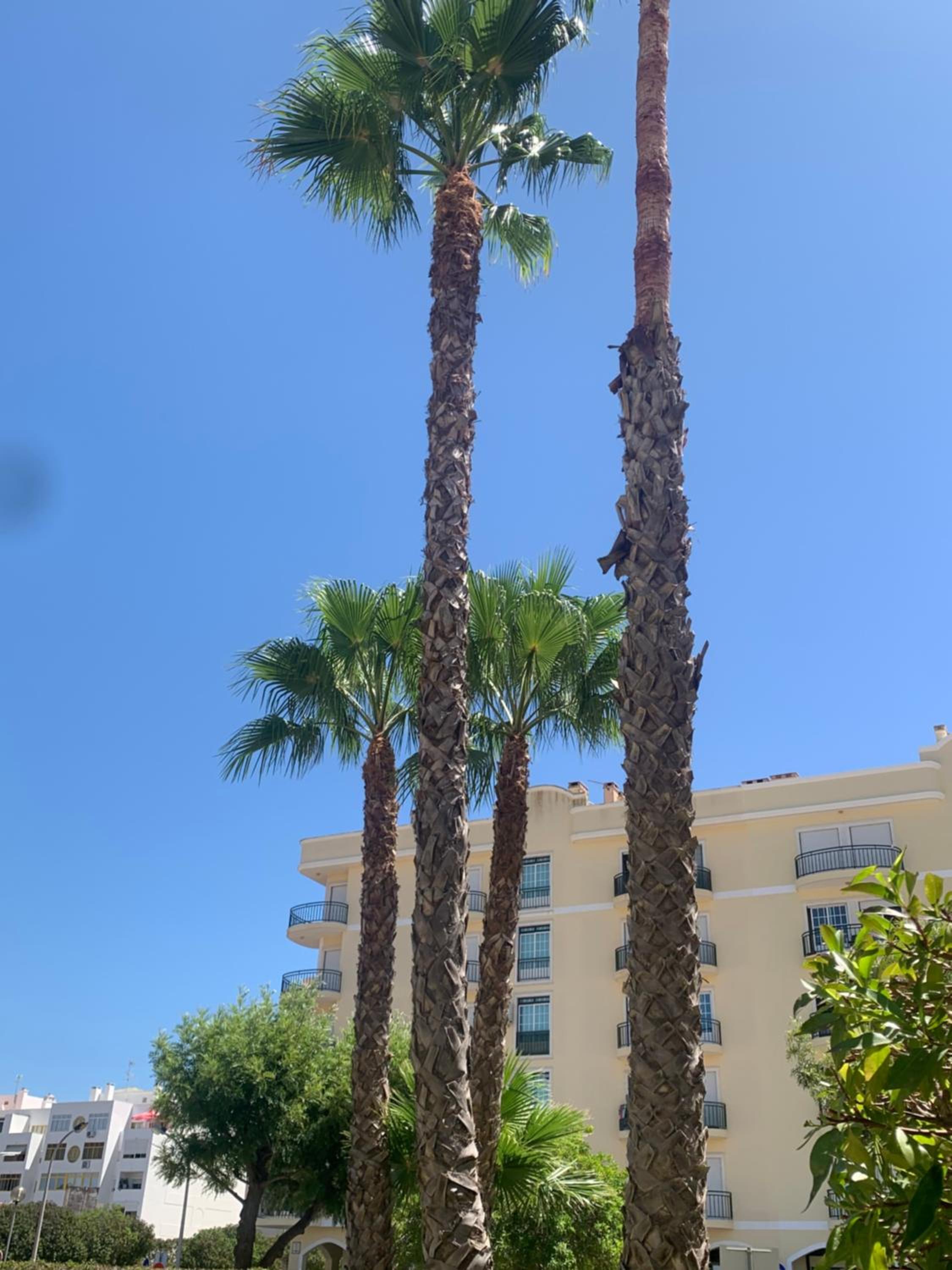 Dunas de vilamoura view 5