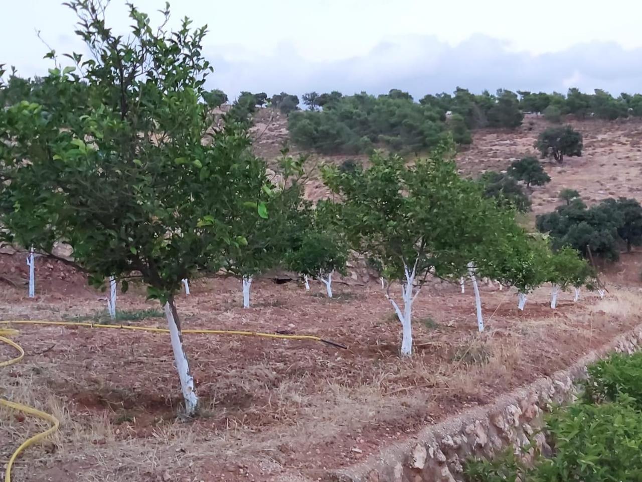 Jerash Farm view 5