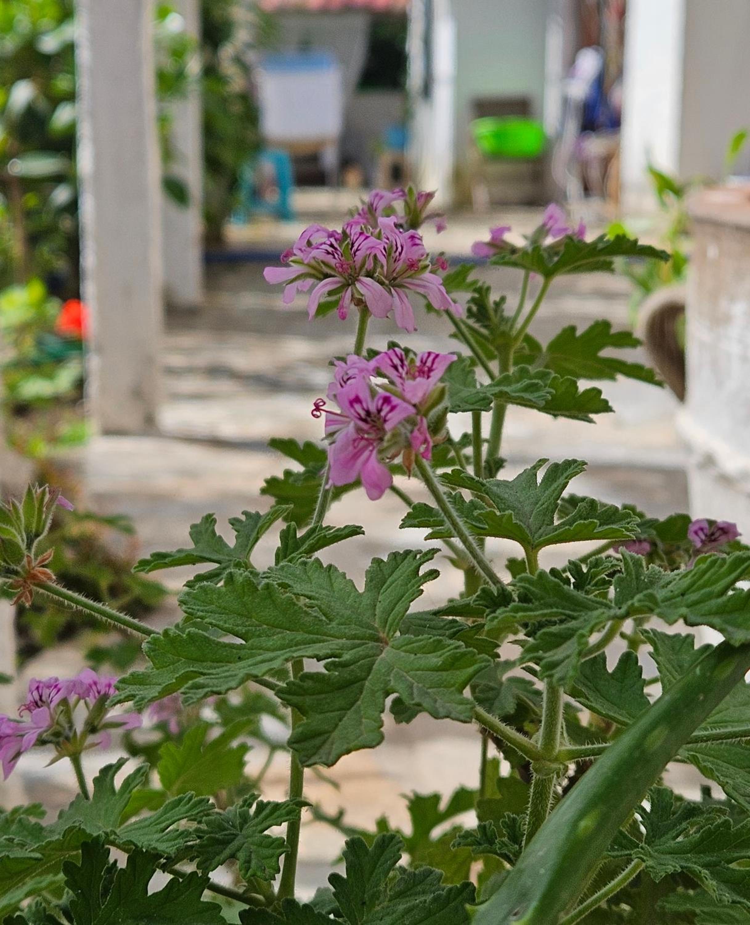 Himara beach rooms apartament