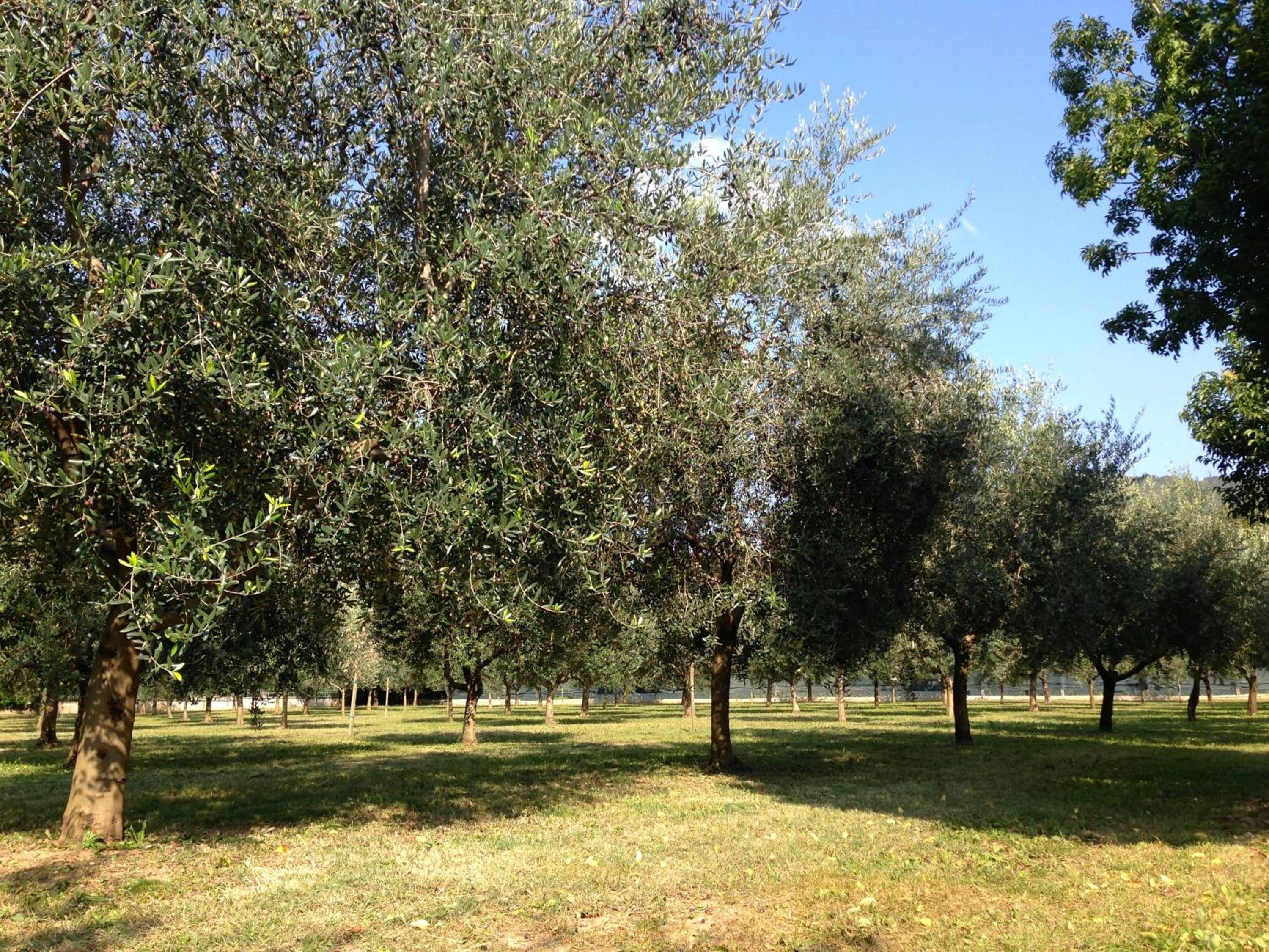Agriturismo Corte Moranda