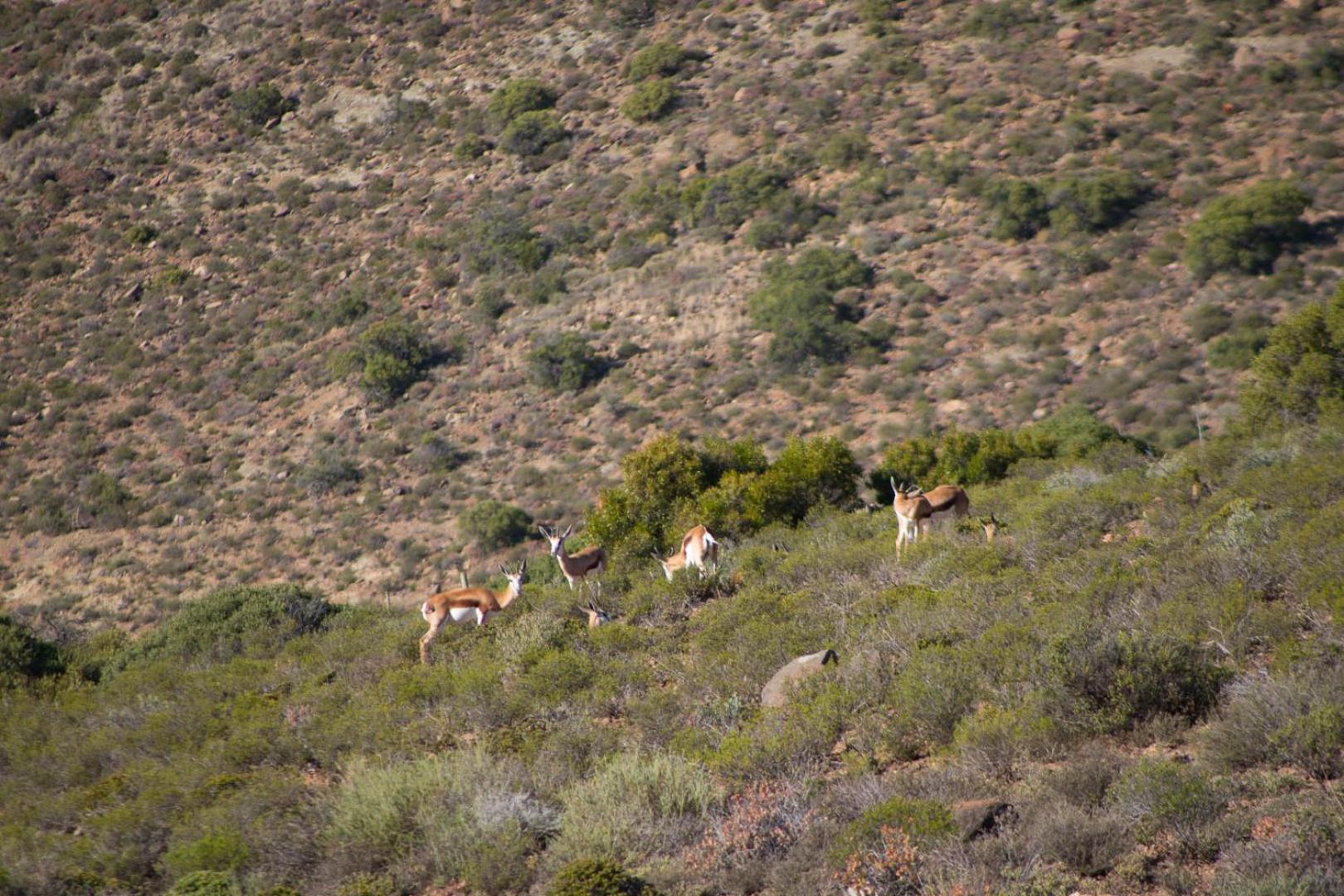 Buckron at Patatsfontein Stay