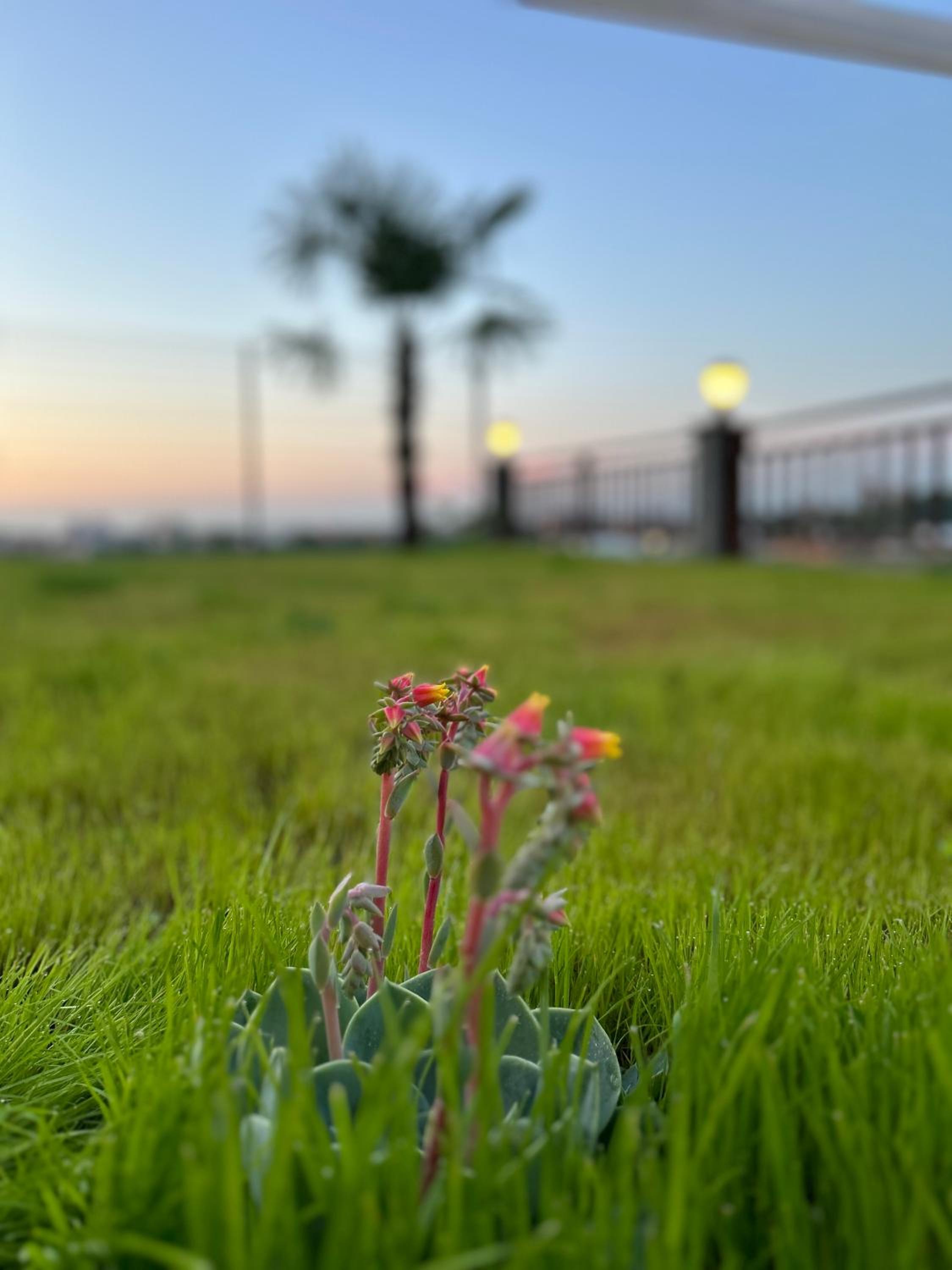 RUBADİDİ BUNGALOV