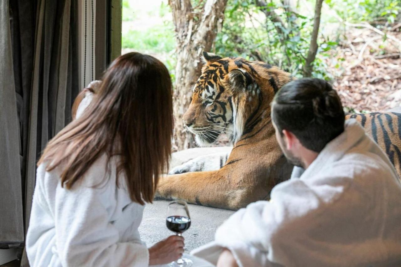 Big Cat Bungalows at The Haven - Tiger 2 view 3