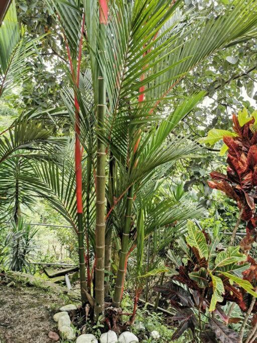Oropéndola Rain Forest