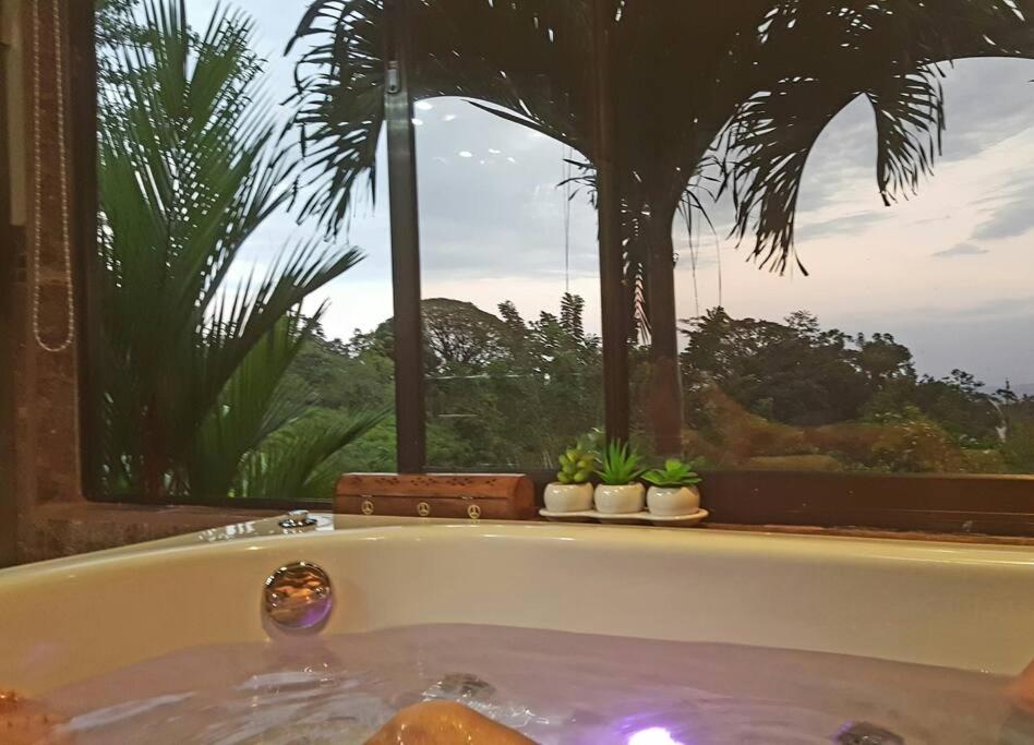 Oropéndola Rain Forest