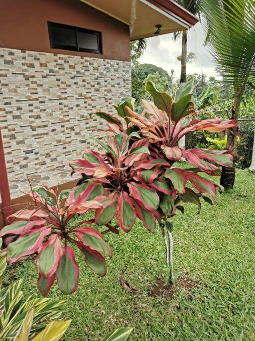 Oropéndola Rain Forest