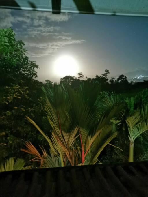 Oropéndola Rain Forest