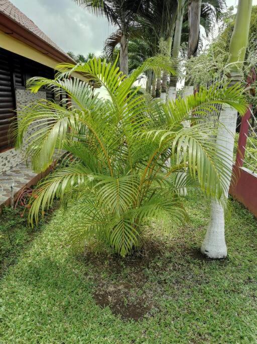 Oropéndola Rain Forest