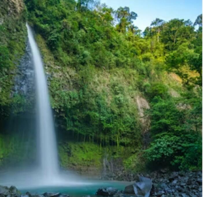 Oropéndola Rain Forest