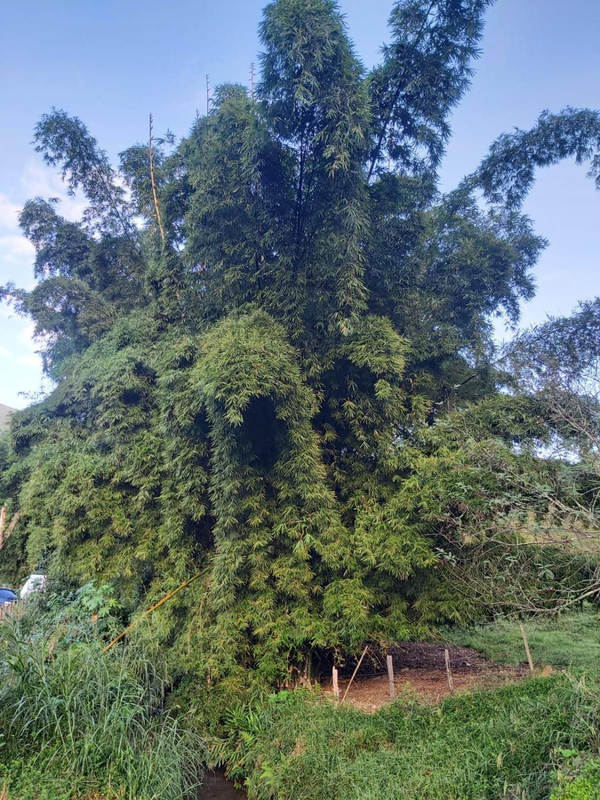 Sítio das Jaqueiras