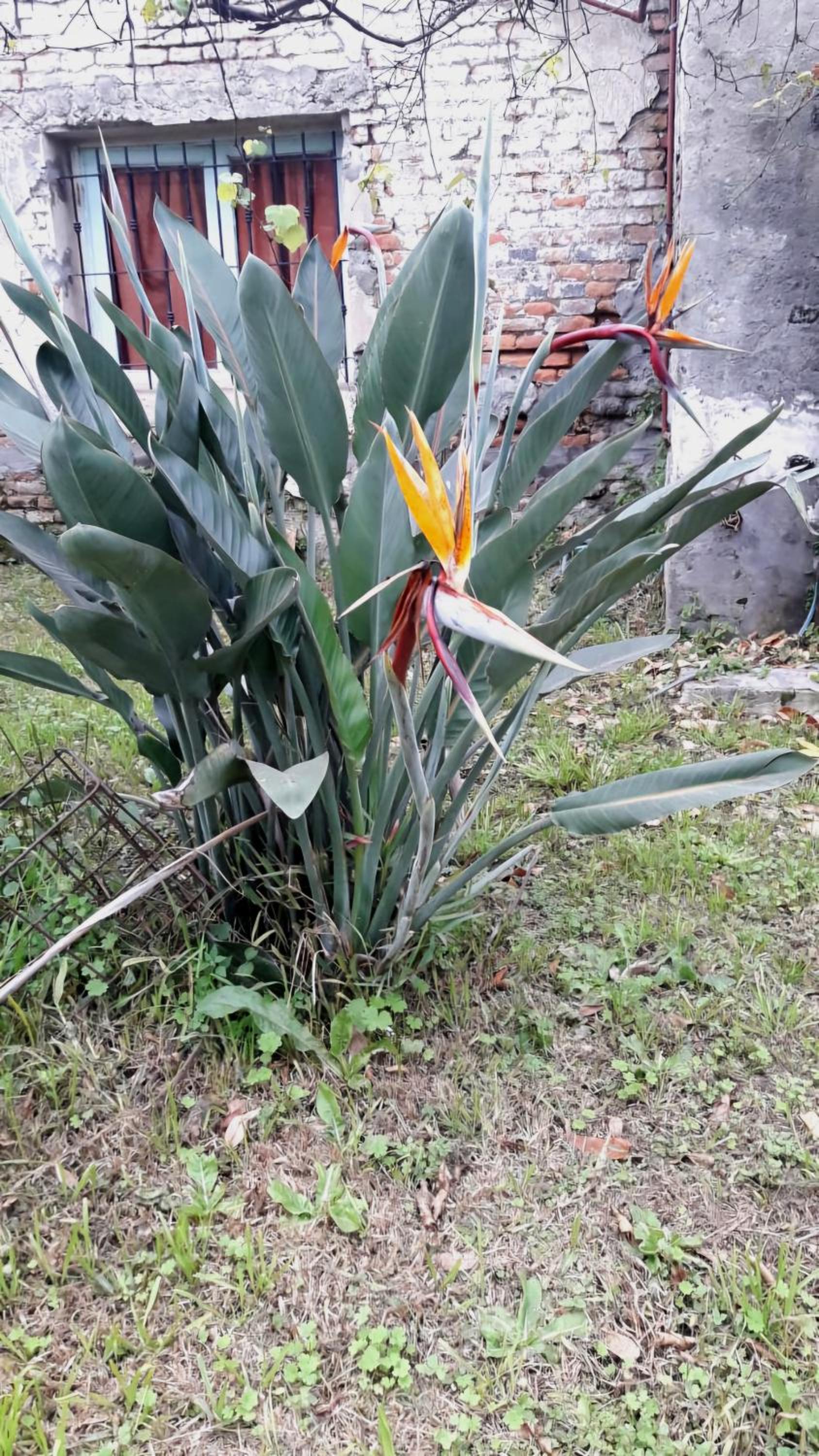 Doña Isabel 2