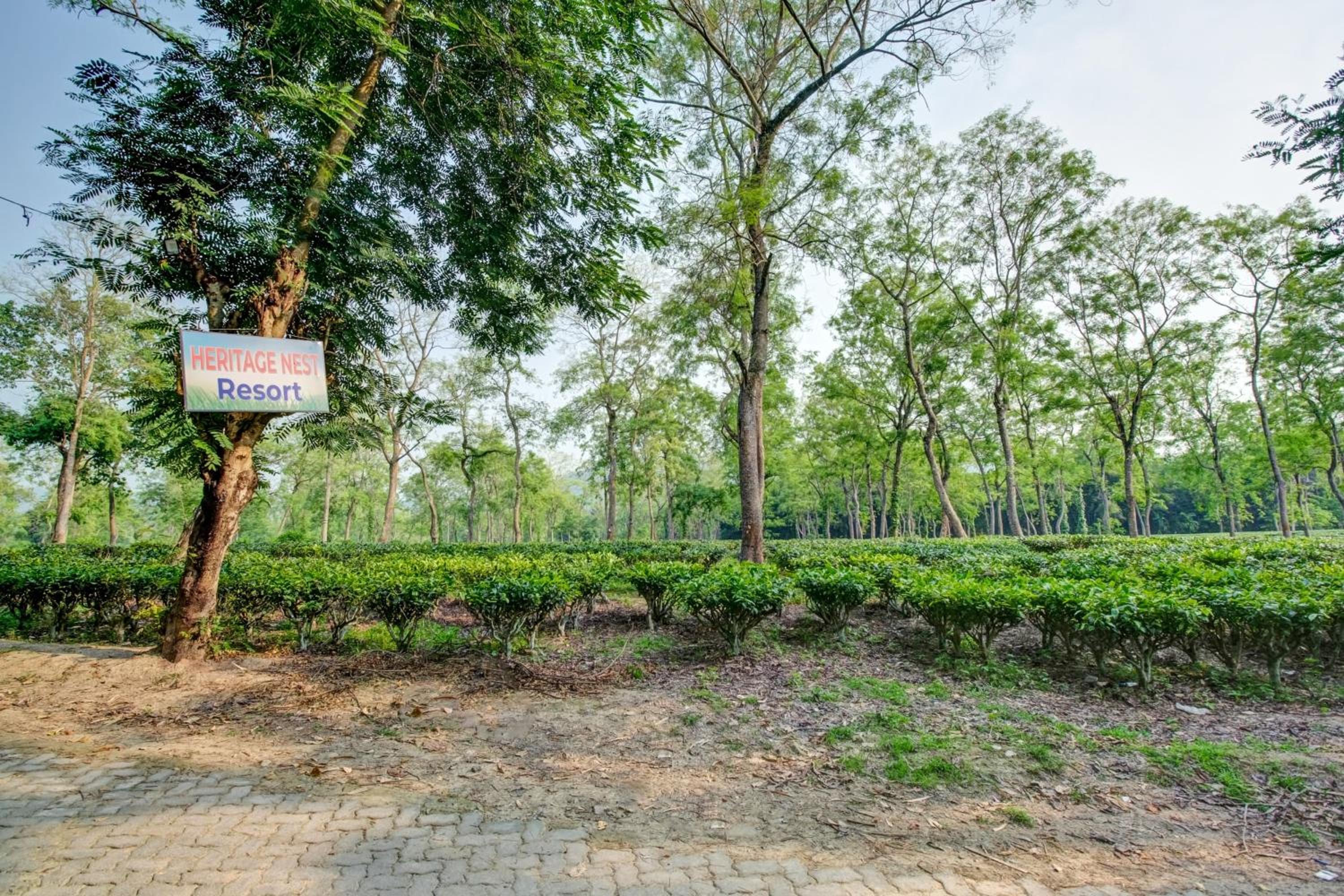 Hotel O Heritage Nest Resort Kazirnga view 3